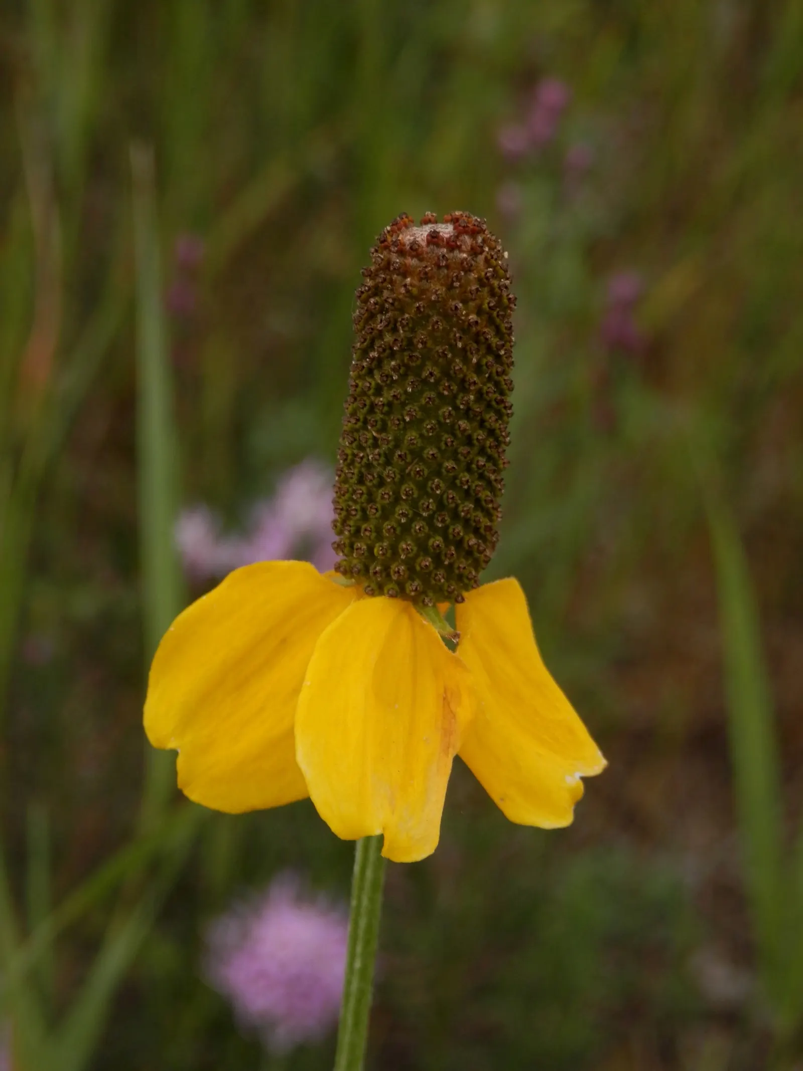 Prairie Coneflower (Ratibida Pinnata) — Blooming occurs from mid-summer to early fall; attracting butterflies and pollinators, image 80