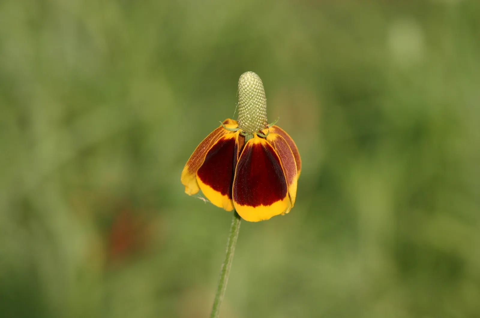 Prairie Coneflower (Ratibida Pinnata) — This perennial promotes biodiversity