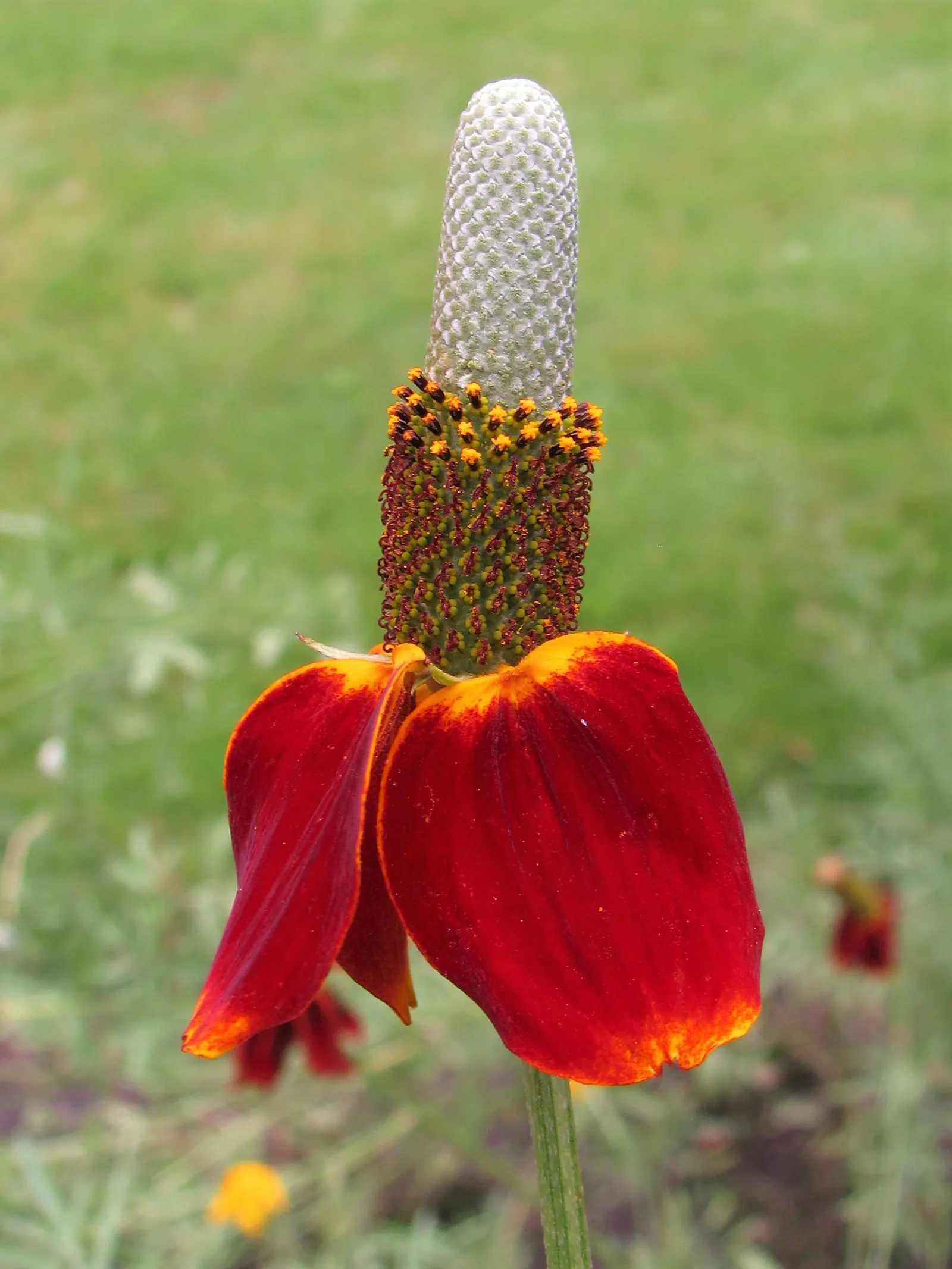 Prairie Coneflower (Ratibida Pinnata) — vertical interest to prairies and wildflower gardens; its distinctive appearance, image 105