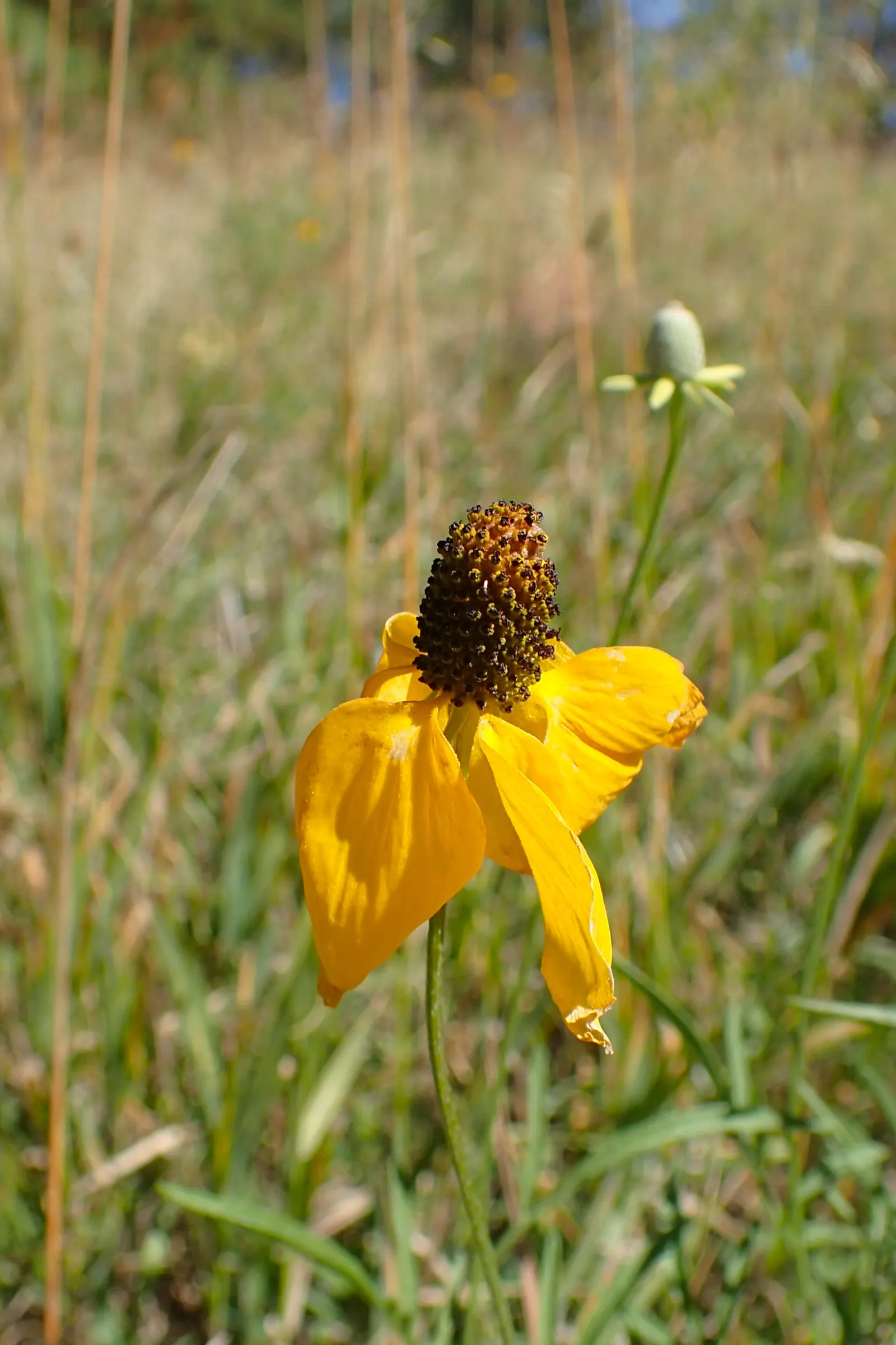 Prairie Coneflower (Ratibida Pinnata) — perennial with yellow blooms; central brown cone (approximately 1 to 1.5 inches tall), image 119