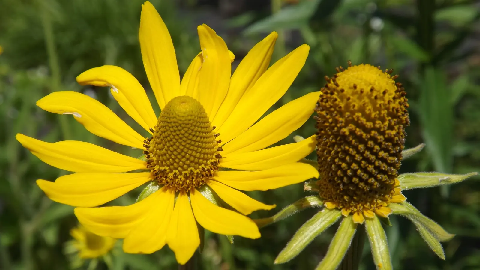 Prairie Coneflower (Ratibida Pinnata) — attracting butterflies and pollinators; blooming occurs from mid-summer to early fall