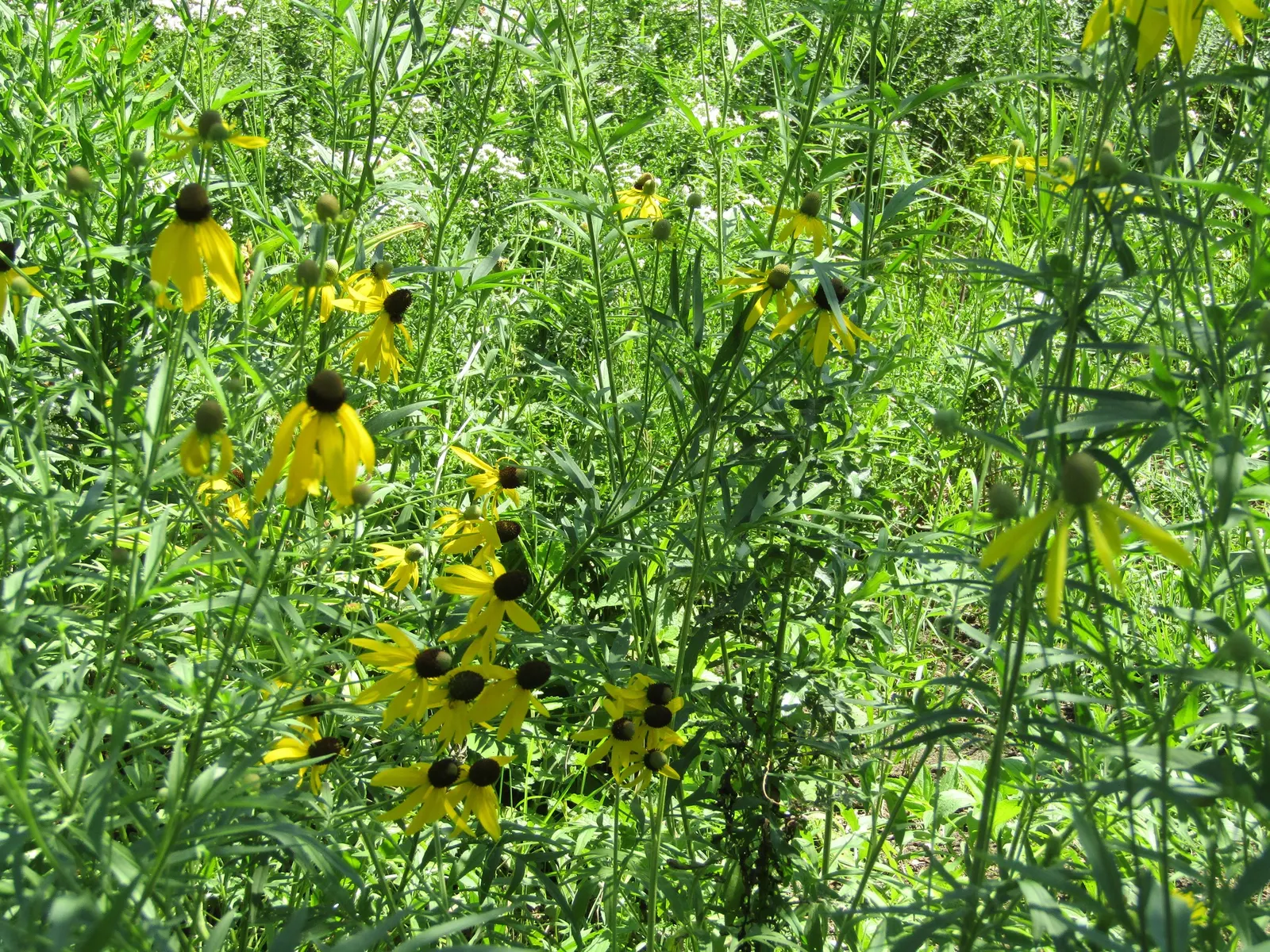 Prairie Coneflower (Ratibida Pinnata) — Ratibida pinnata blooms from early summer to early fall; although leaving the seed heads can provide winter, image 65