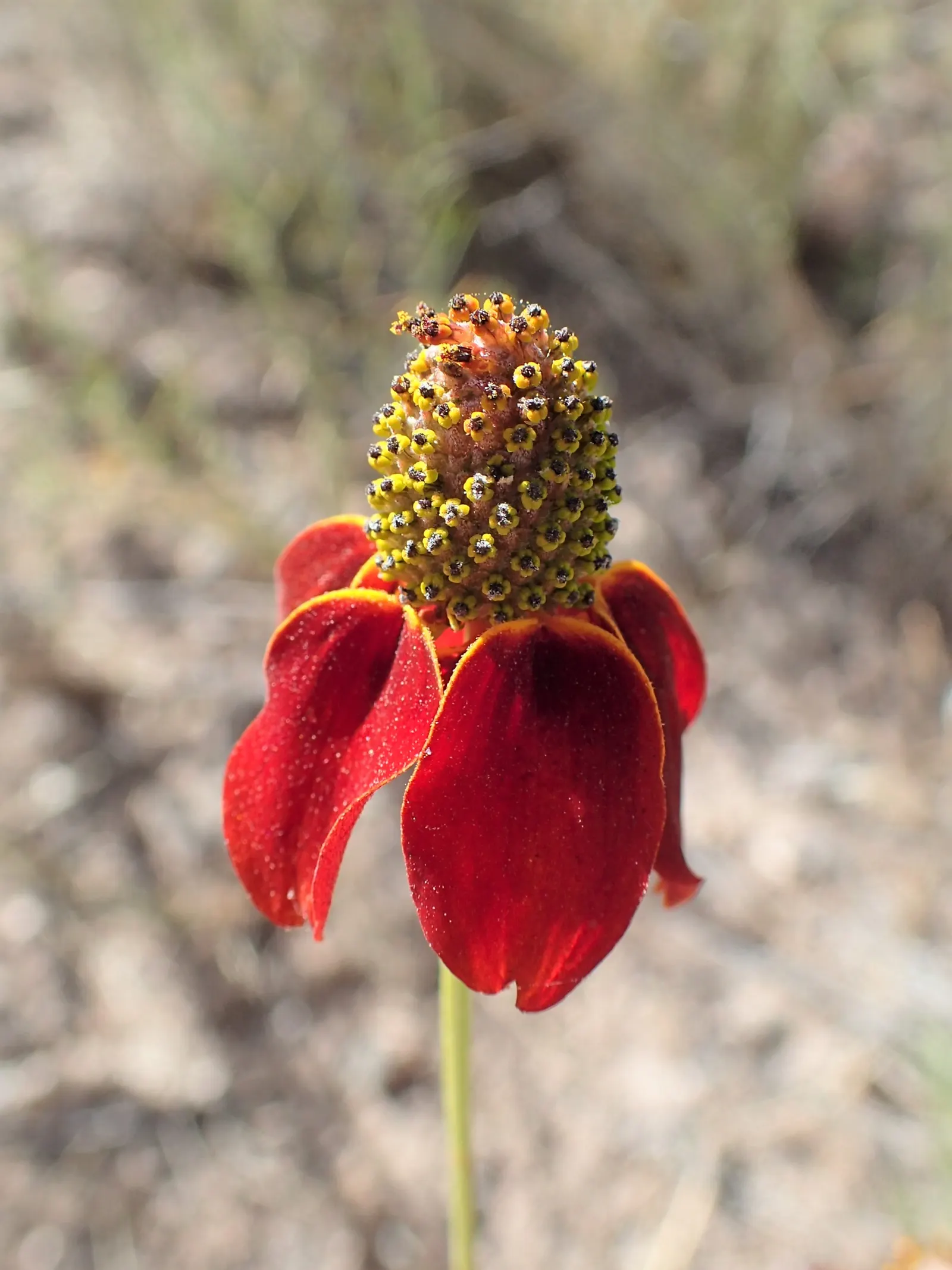 Prairie Coneflower (Ratibida Pinnata) — the Prairie Coneflower has an upright habit and thrives in full sun exposure