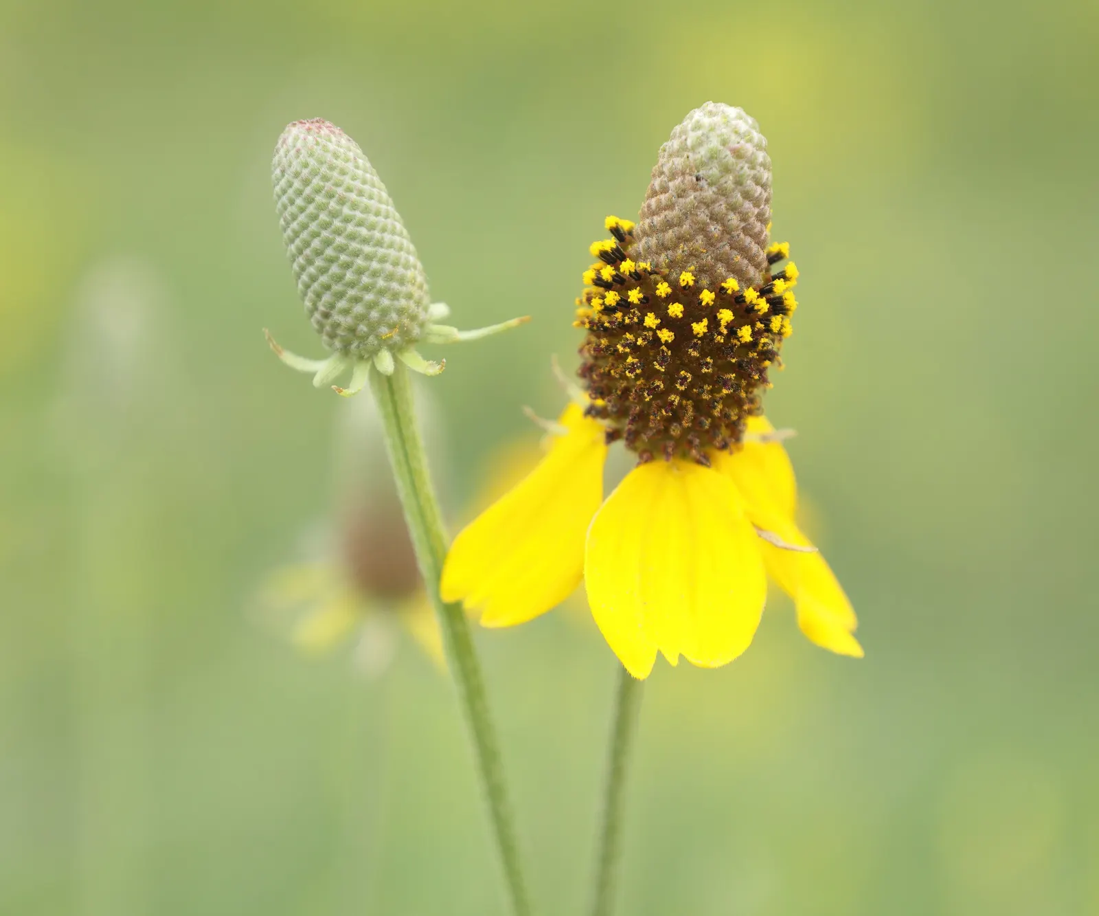 Prairie Coneflower (Ratibida Pinnata) — Deadheading can encourage continued blooming; is a perennial herb native to the North American prairies, image 115