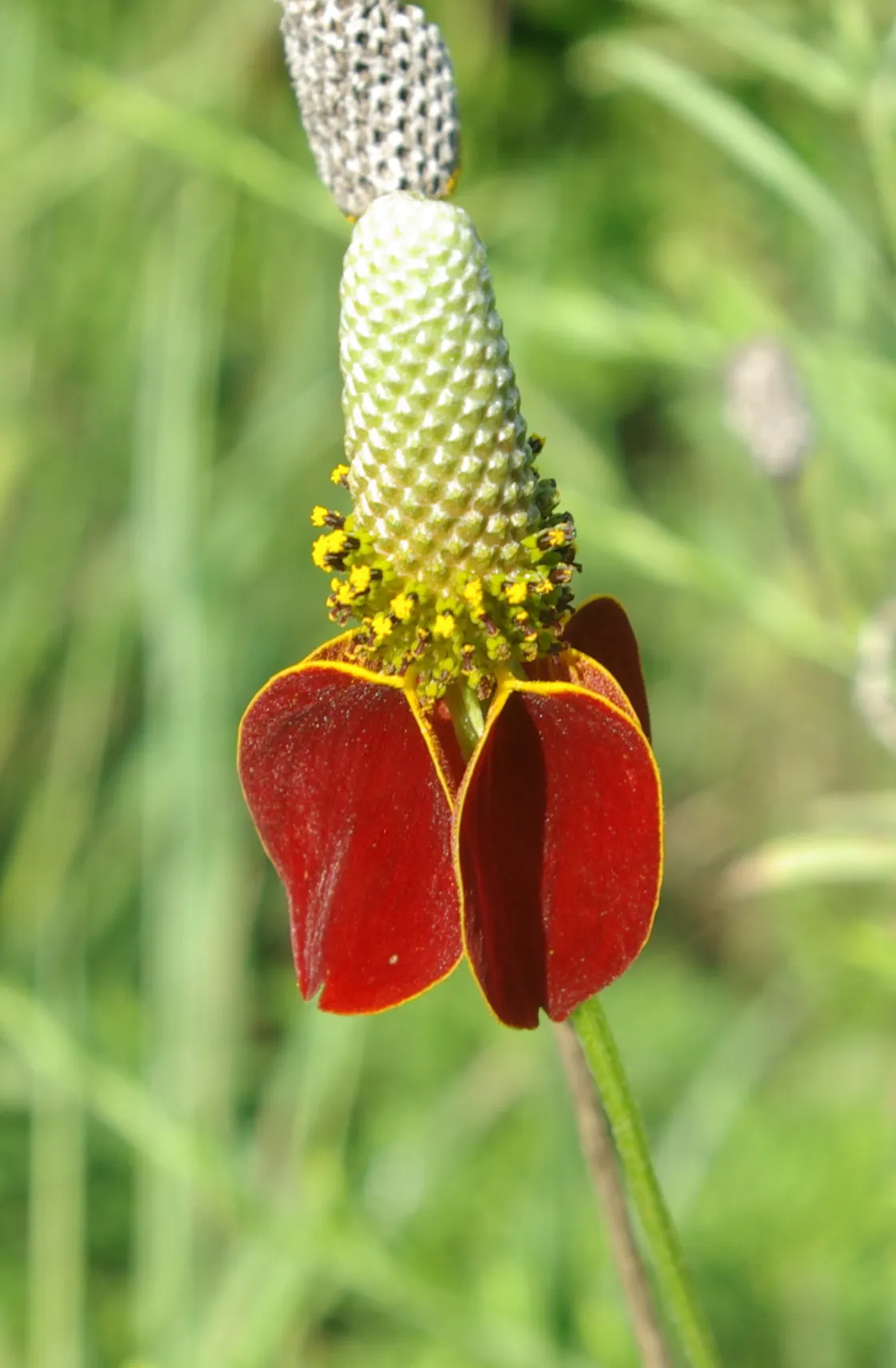 Prairie Coneflower (Ratibida Pinnata) — characterized by drooping yellow petals (ranging from 1 to 2 inches in length) and a tall; this resilient plant prefers