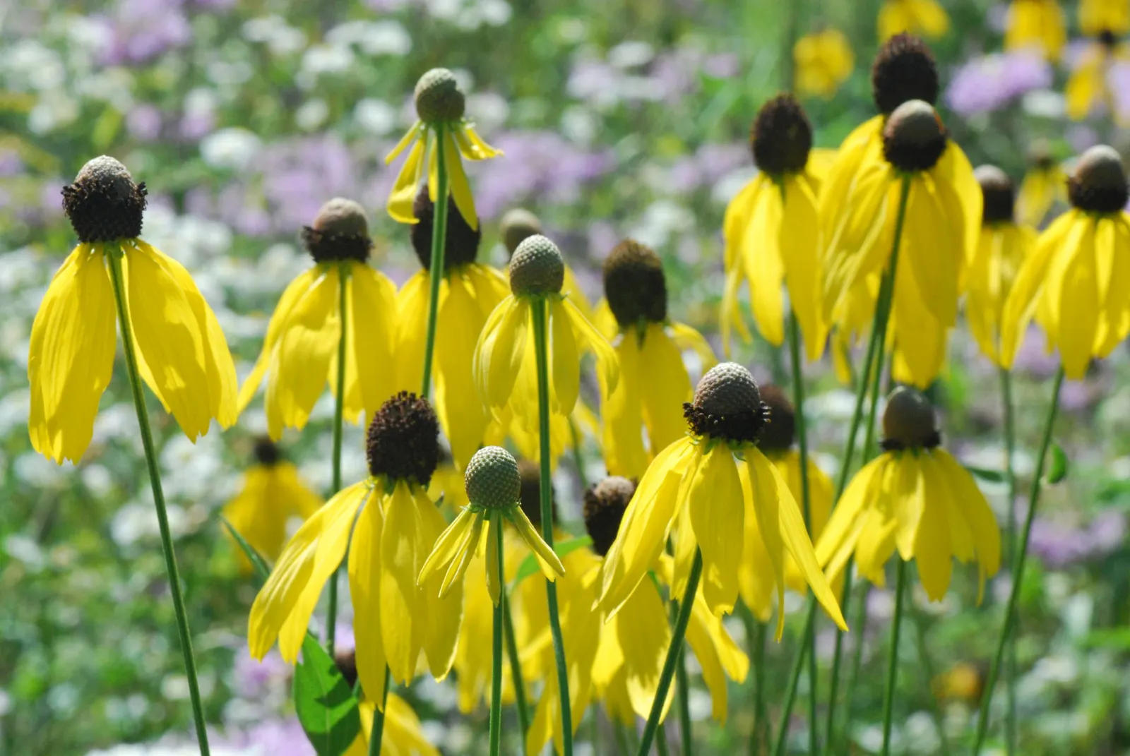 Prairie Coneflower (Ratibida Pinnata) — wildflower aesthetic to garden landscapes; exhibits yellow to orange drooping petals circling a prominent, image 83
