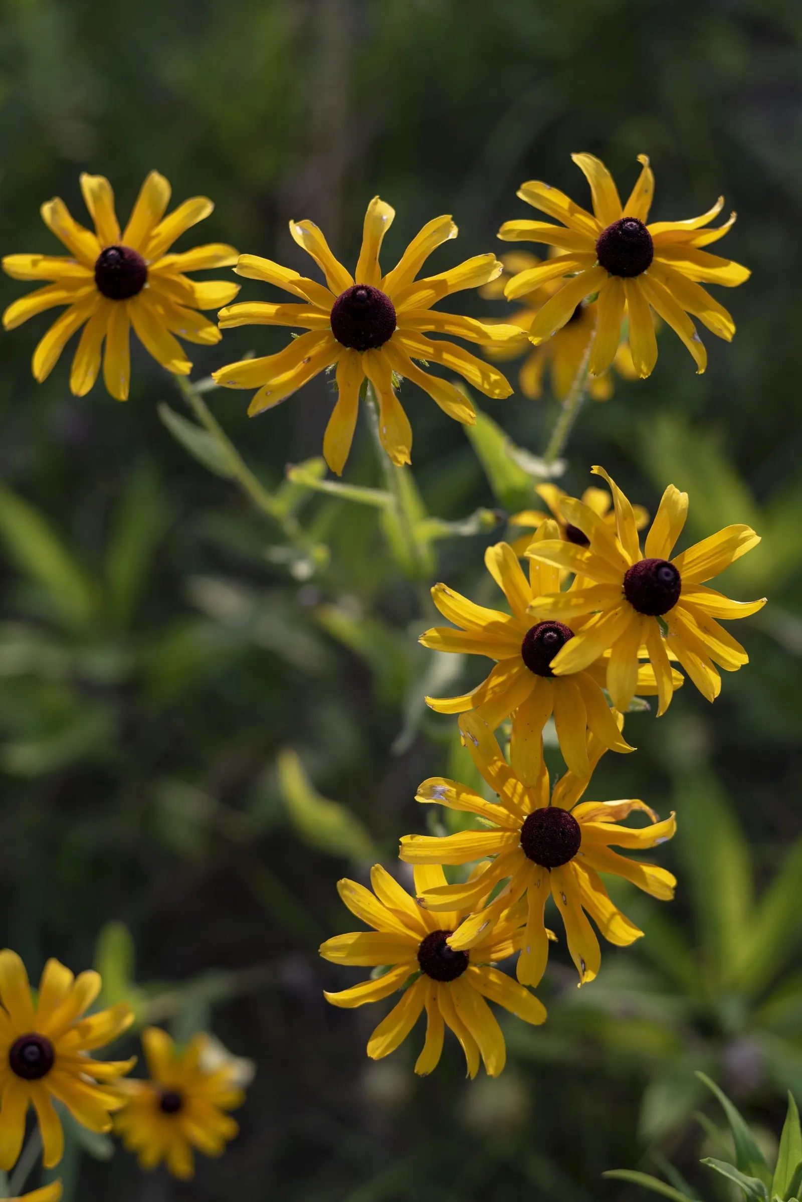 Prairie Coneflower (Ratibida Pinnata) — This low-maintenance choice will reward the landscape with a stable and lasting native beauty