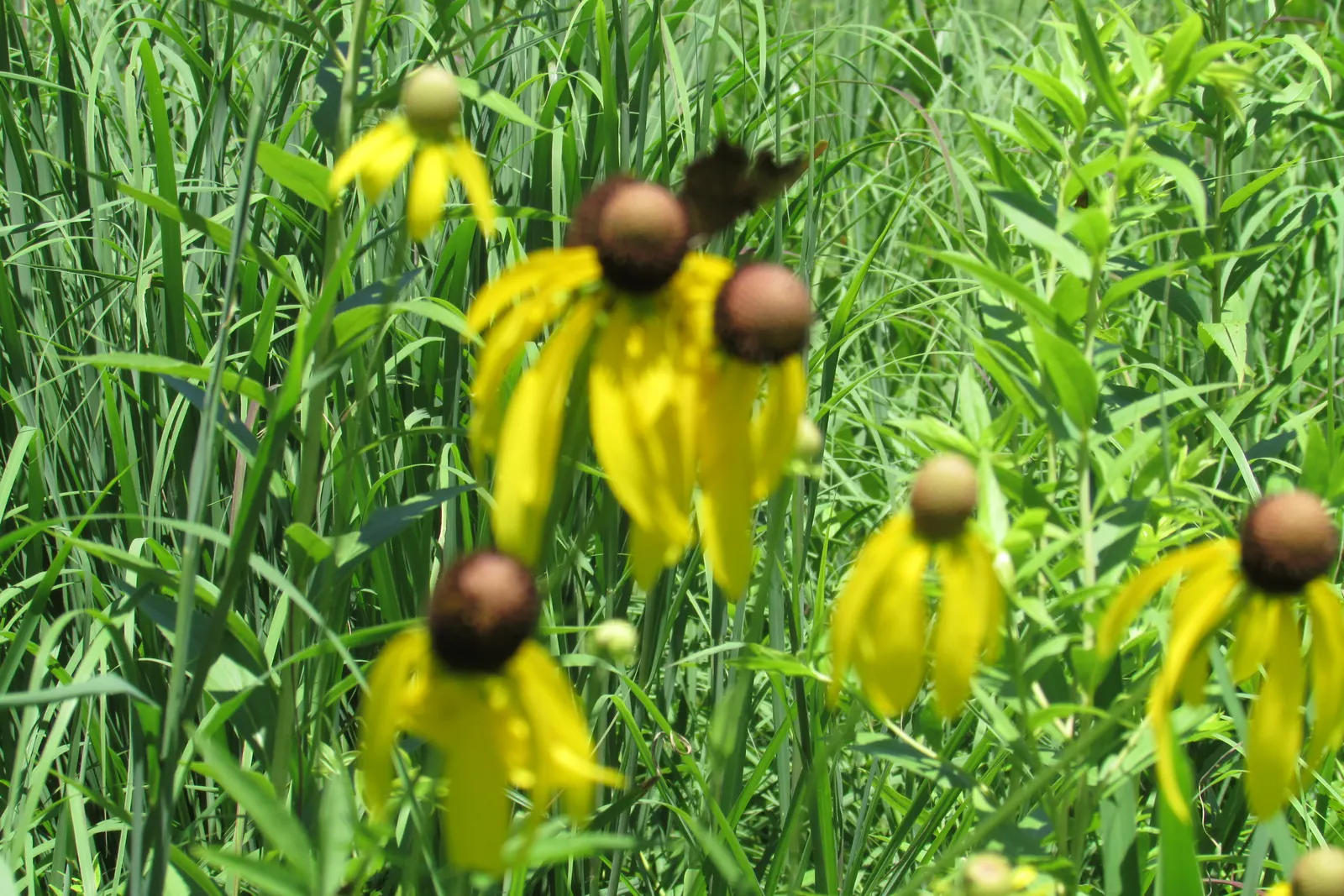 Prairie Coneflower (Ratibida Pinnata) — This low-maintenance choice will reward the landscape with a stable and lasting native beauty; perennial, image 117