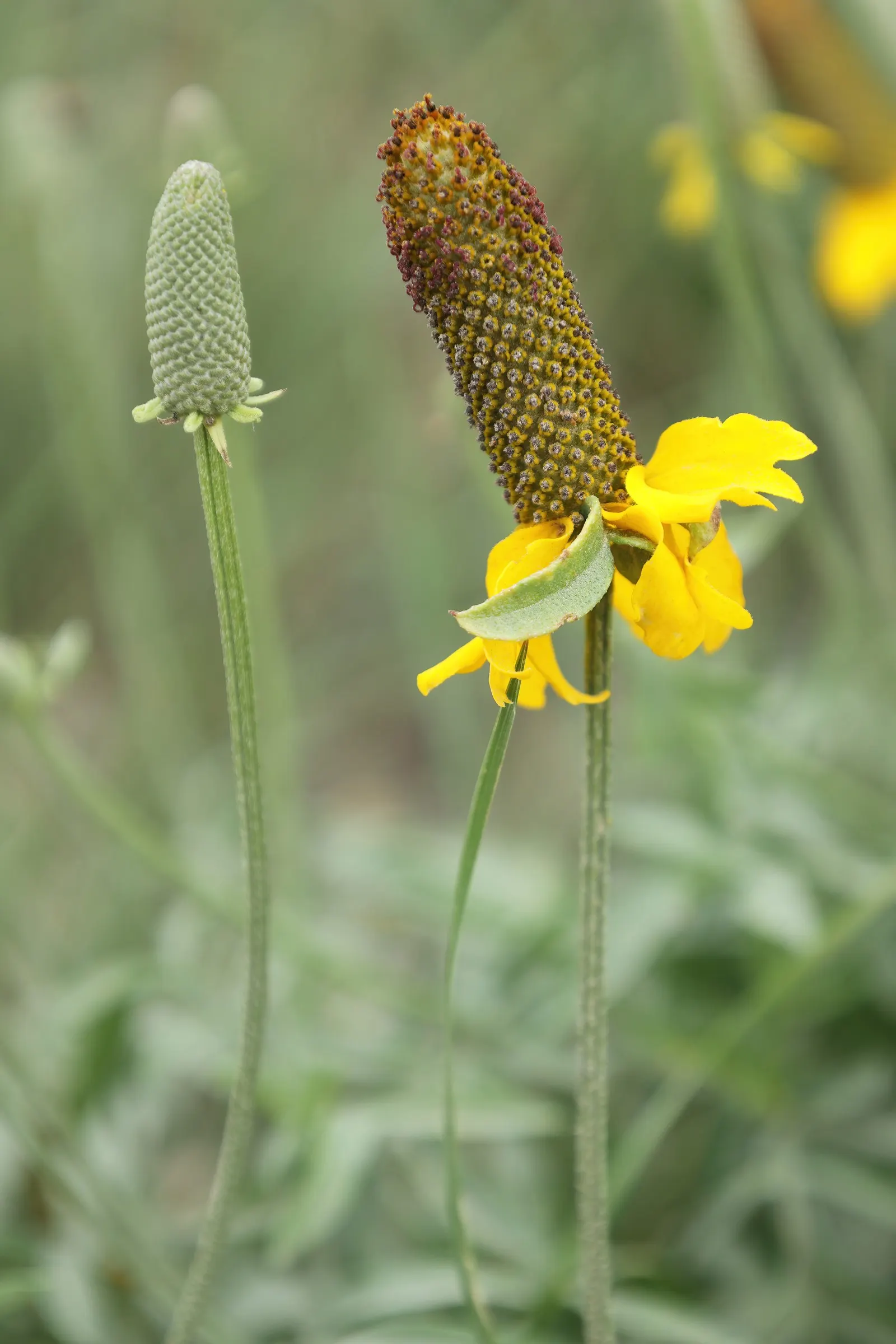 Prairie Coneflower (Ratibida Pinnata) — vertical interest to prairies and wildflower gardens