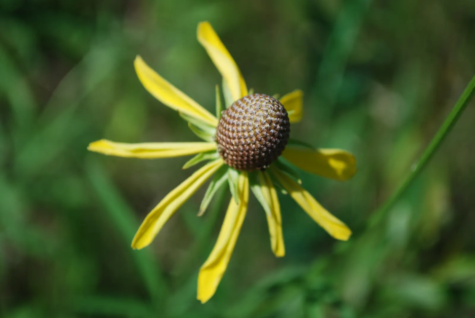 Prairie Coneflower (Ratibida Pinnata) — Ideal for naturalistic designs, it reaches 3-5 feet in height and thrives in full sun; adding long-term, image 51