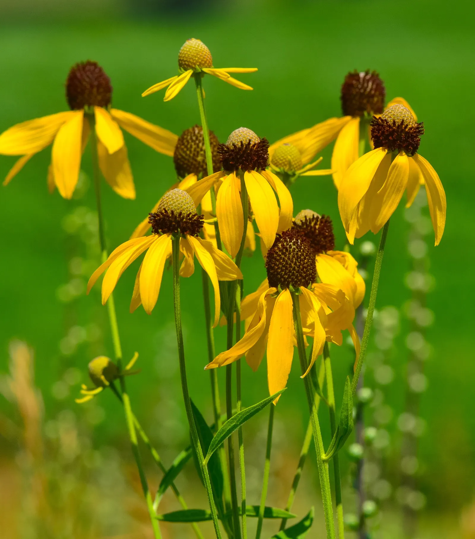 Prairie Coneflower (Ratibida Pinnata) — although leaving the seed heads can provide winter interest and feed birds; ratibida pinnata blooms from, image 92