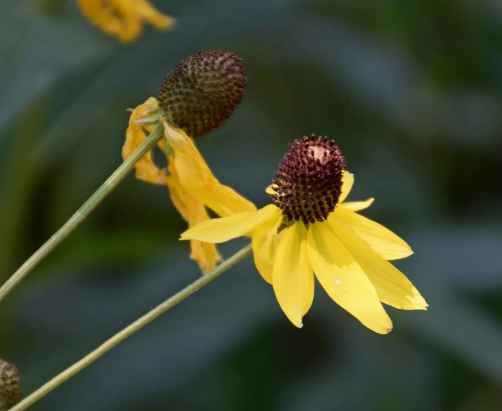 Prairie Coneflower (Ratibida Pinnata) — the Prairie Coneflower has an upright habit and thrives in full sun exposure; and is drought-resistant once, image 87