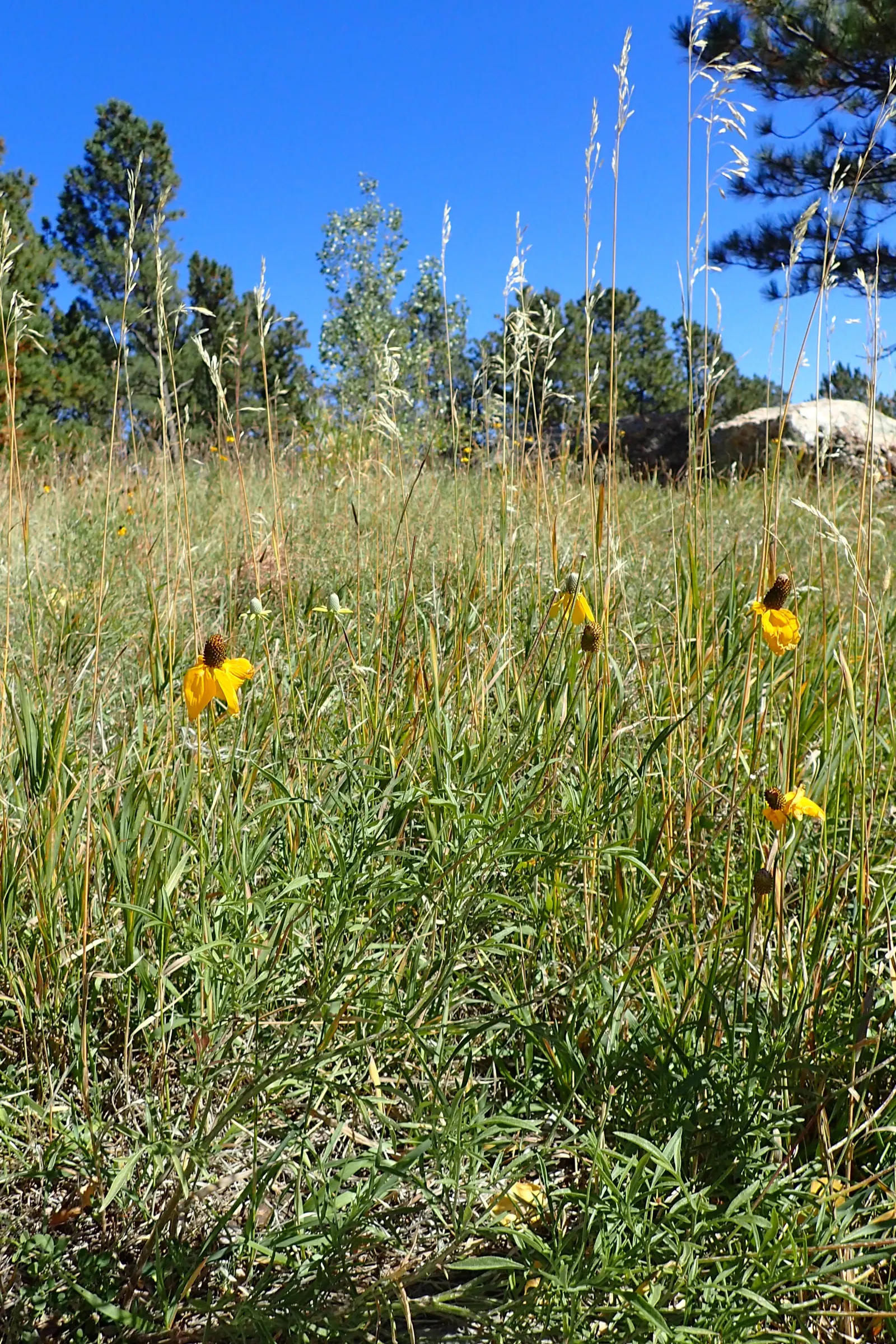 Prairie Coneflower (Ratibida Pinnata) — perennial for full or half