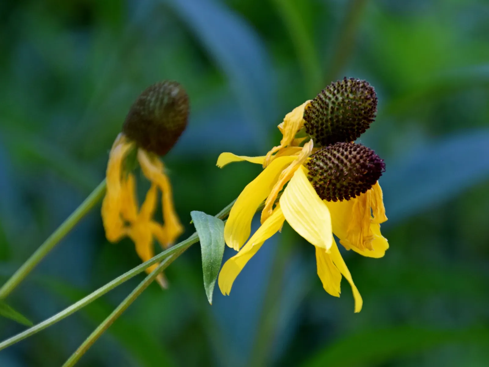 Prairie Coneflower (Ratibida Pinnata) — Blooming occurs from mid-summer to early fall; attracting butterflies and pollinators, image 104