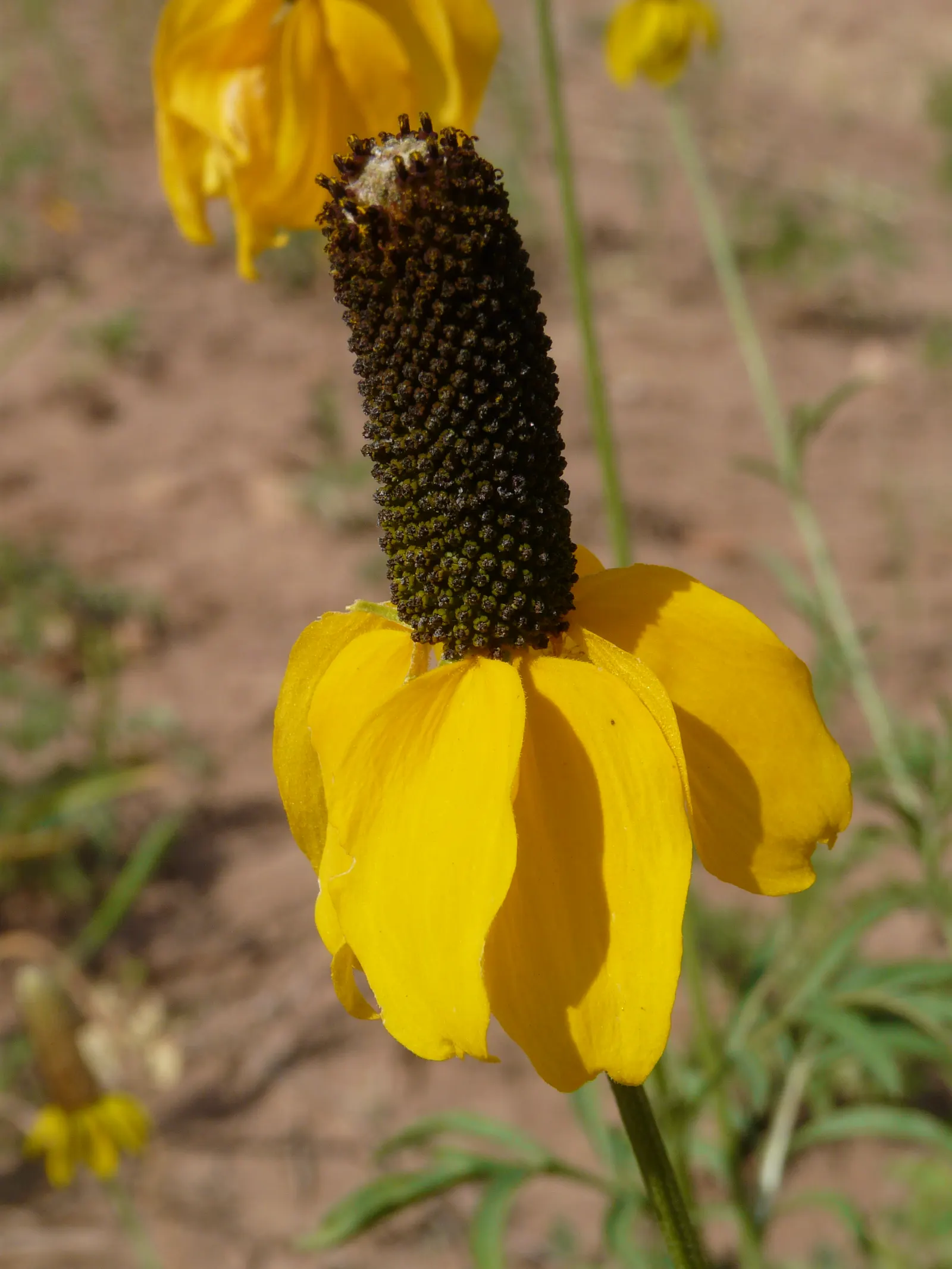 Prairie Coneflower (Ratibida Pinnata) — favoring well-drained soil; yellow flowers in the garden, image 79