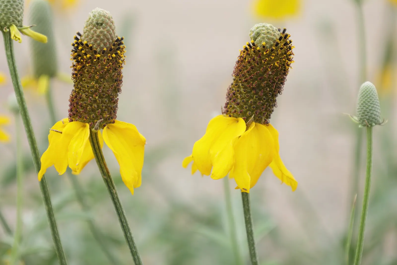 Prairie Coneflower (Ratibida Pinnata) — is a perennial herb native to the North American prairies; deadheading can encourage continued blooming
