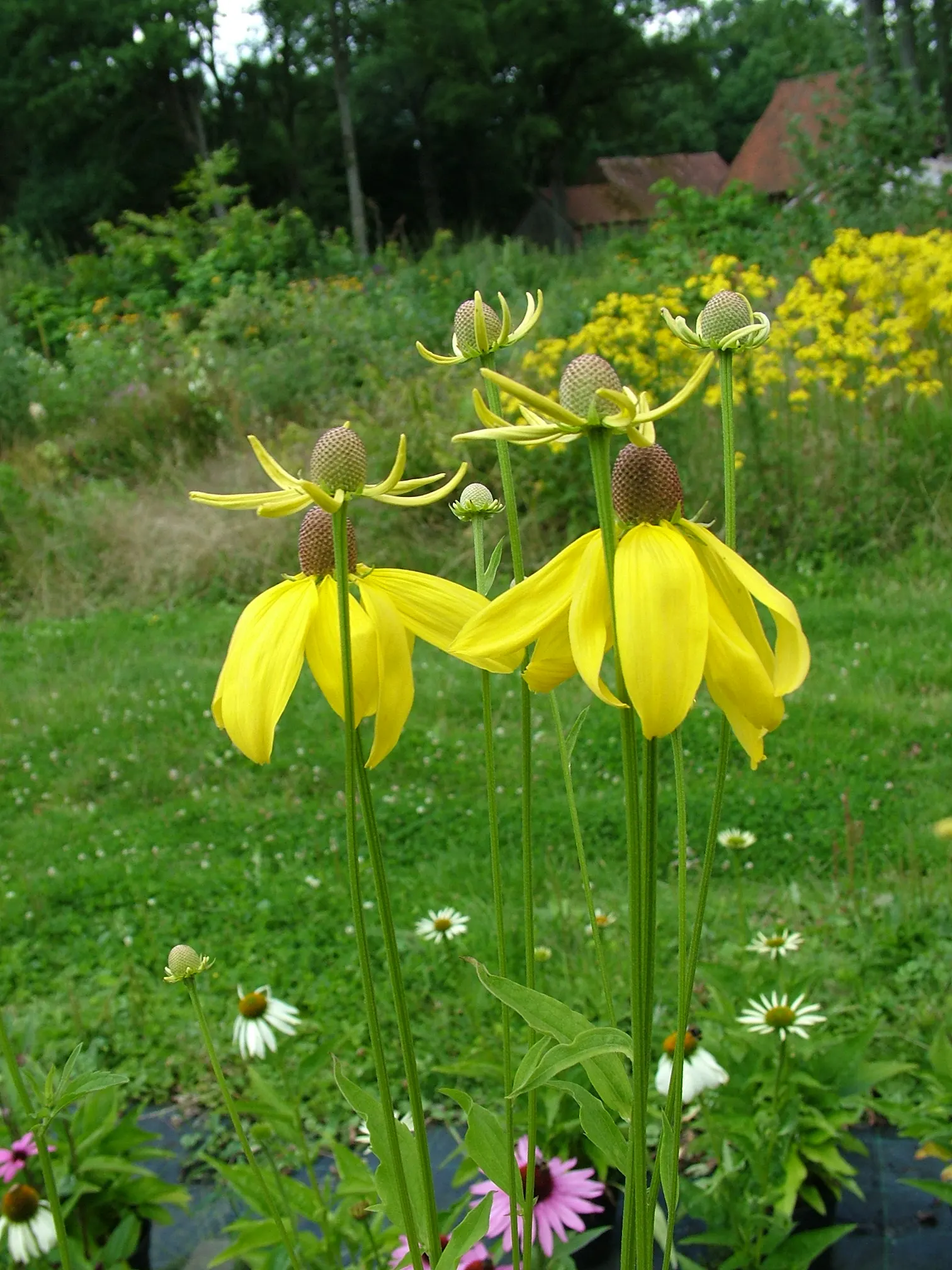 Prairie Coneflower (Ratibida Pinnata) — Prairie Coneflower (Ratibida pinnata); this perennial promotes biodiversity, image 49