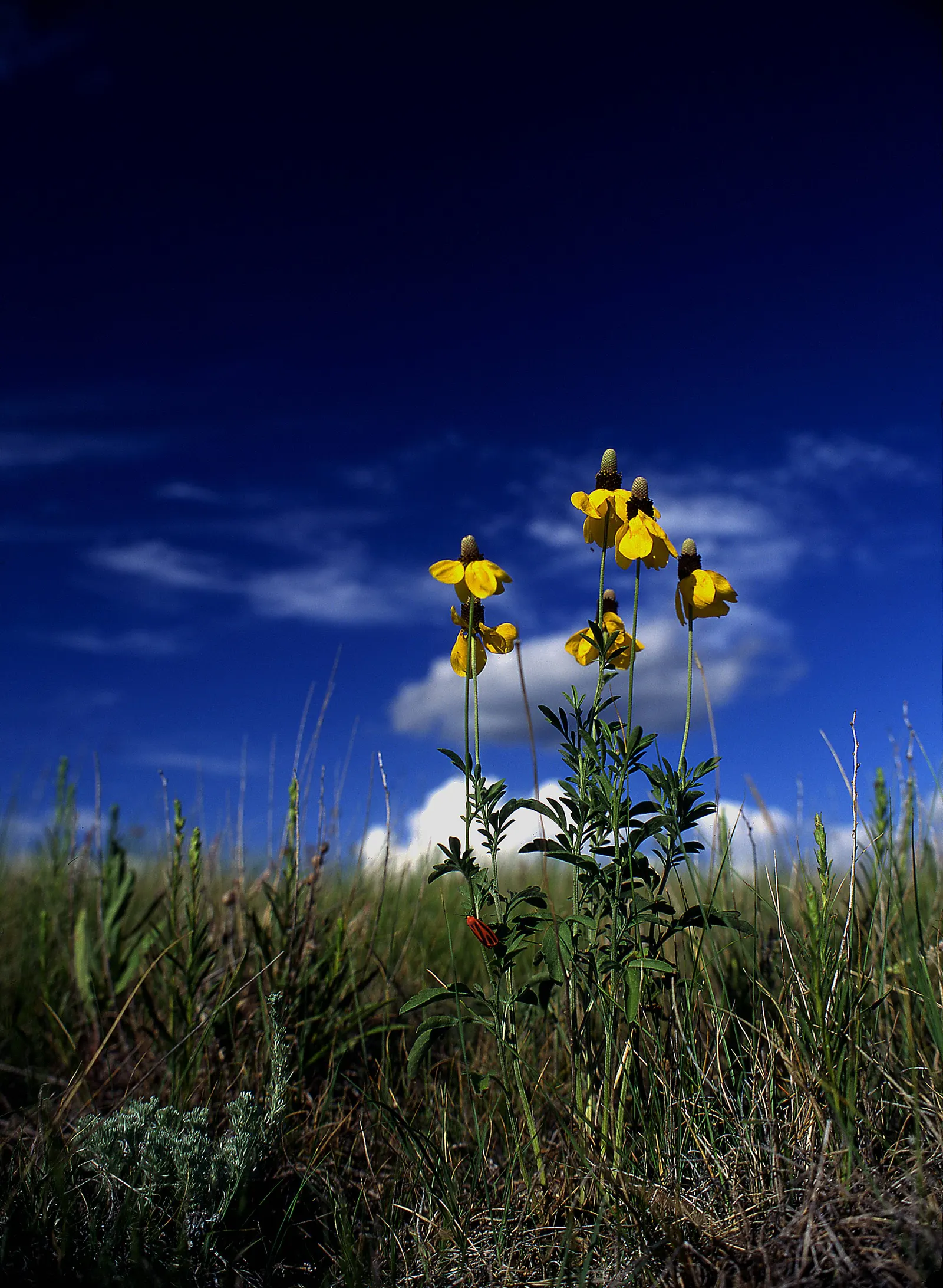 Prairie Coneflower (Ratibida Pinnata) — perennial with yellow blooms; central brown cone (approximately 1 to 1.5 inches tall)