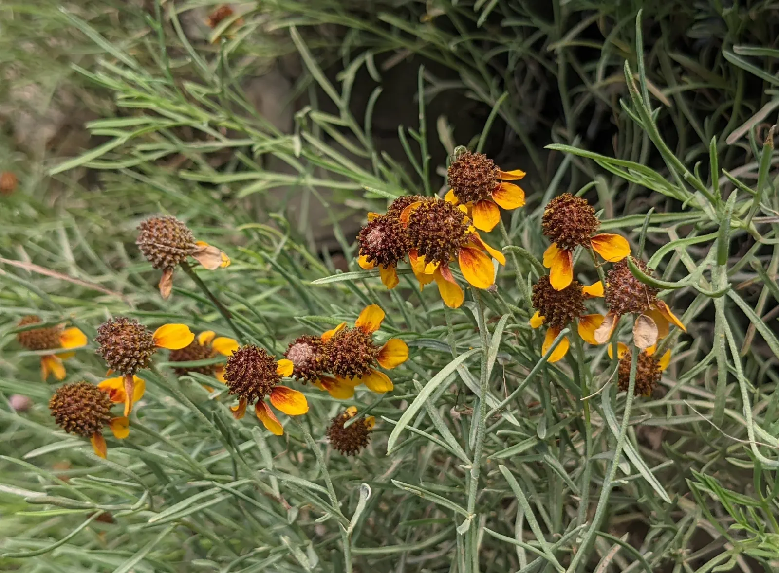 Prairie Coneflower (Ratibida Pinnata) — Ratibida pinnata blooms from early summer to early fall; although leaving the seed heads can provide winter interest