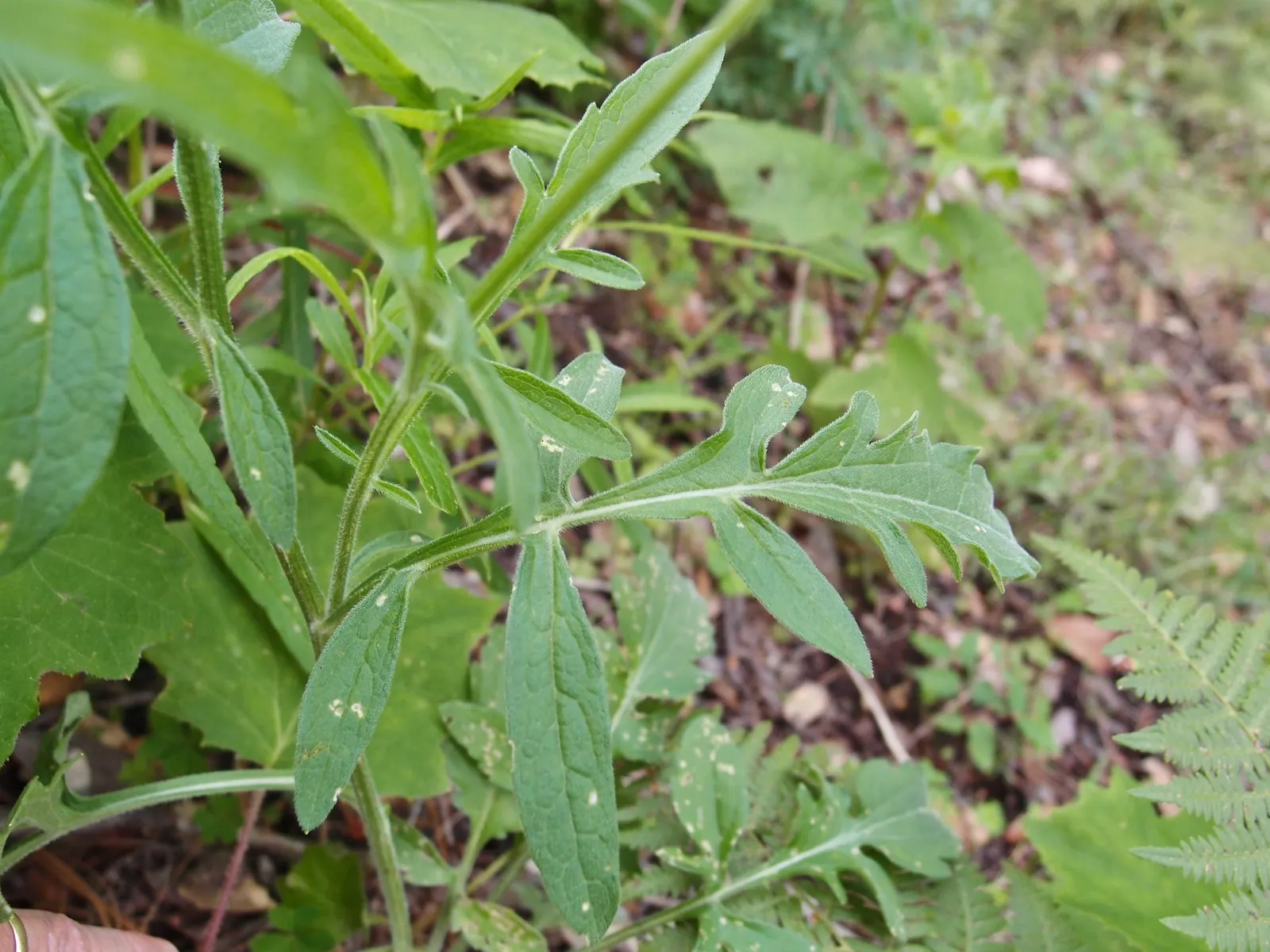 Prairie Coneflower (Ratibida Pinnata) — although leaving the seed heads can provide winter interest and feed birds; ratibida pinnata blooms from, image 68