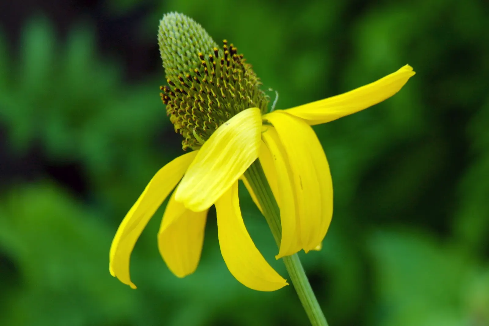 Prairie Coneflower (Ratibida Pinnata) — This low-maintenance choice will reward the landscape with a stable and lasting native beauty; perennial, image 69
