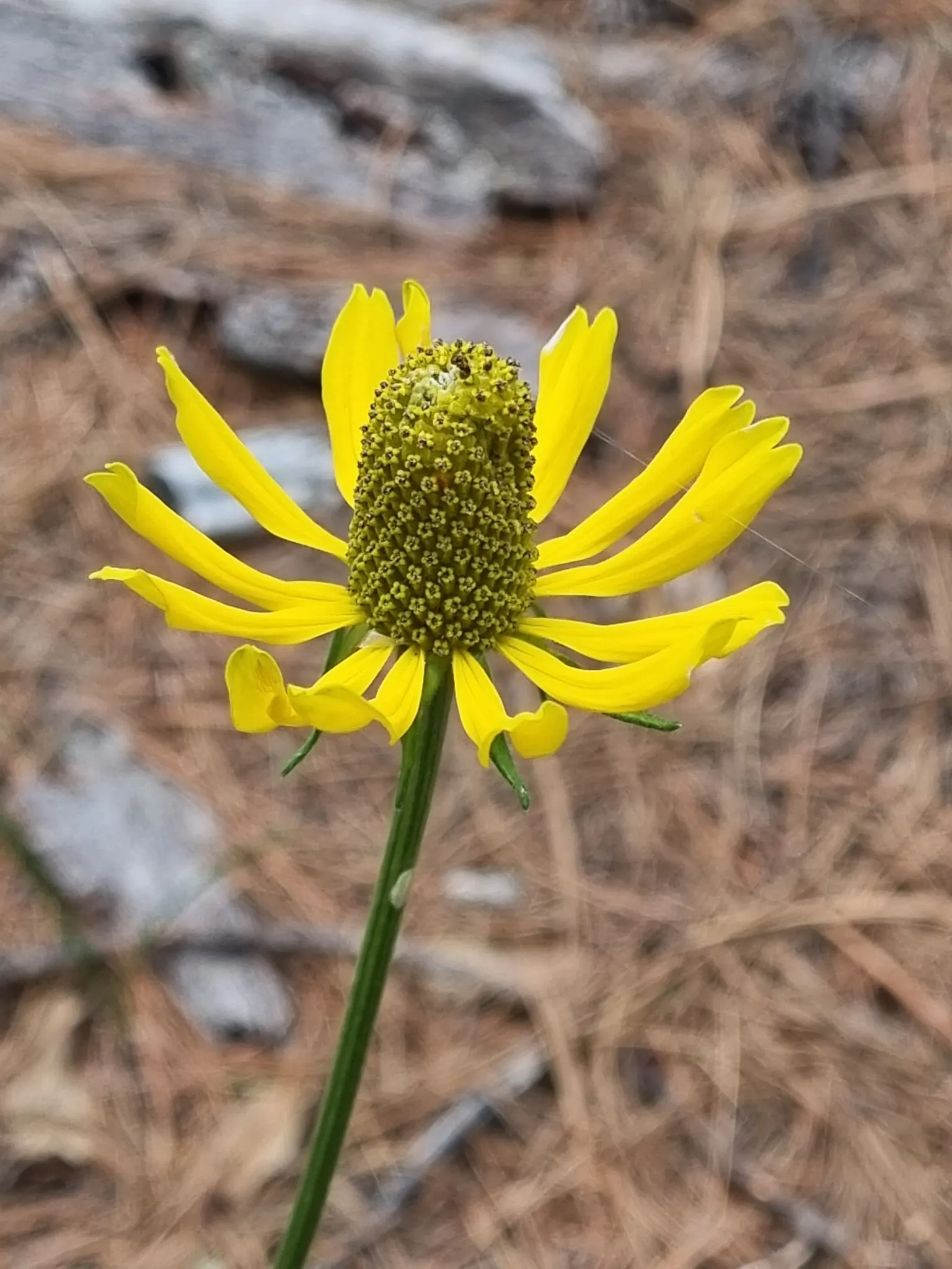 Prairie Coneflower (Ratibida Pinnata) — central brown cone (approximately 1 to 1.5 inches tall)