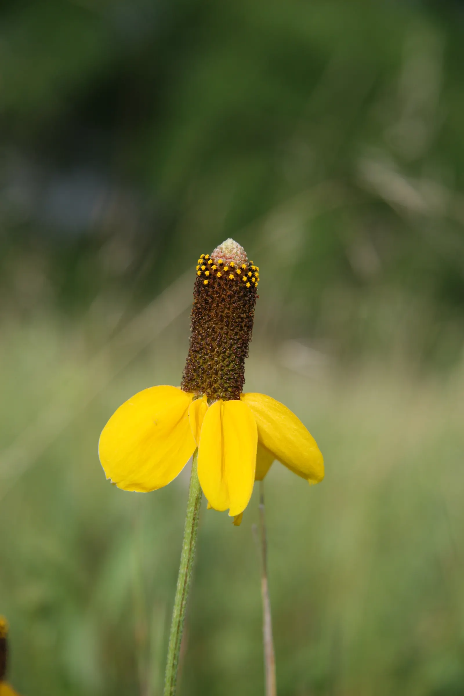 Prairie Coneflower (Ratibida Pinnata) — exhibits yellow to orange drooping petals circling a prominent central cone