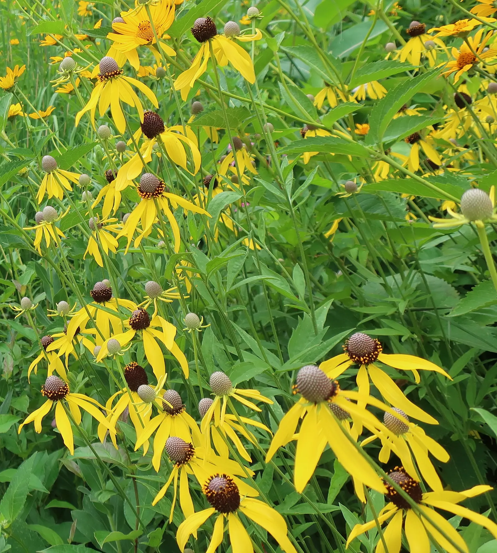 Prairie Coneflower (Ratibida Pinnata) — This perennial promotes biodiversity; prairie Coneflower (Ratibida pinnata), image 76