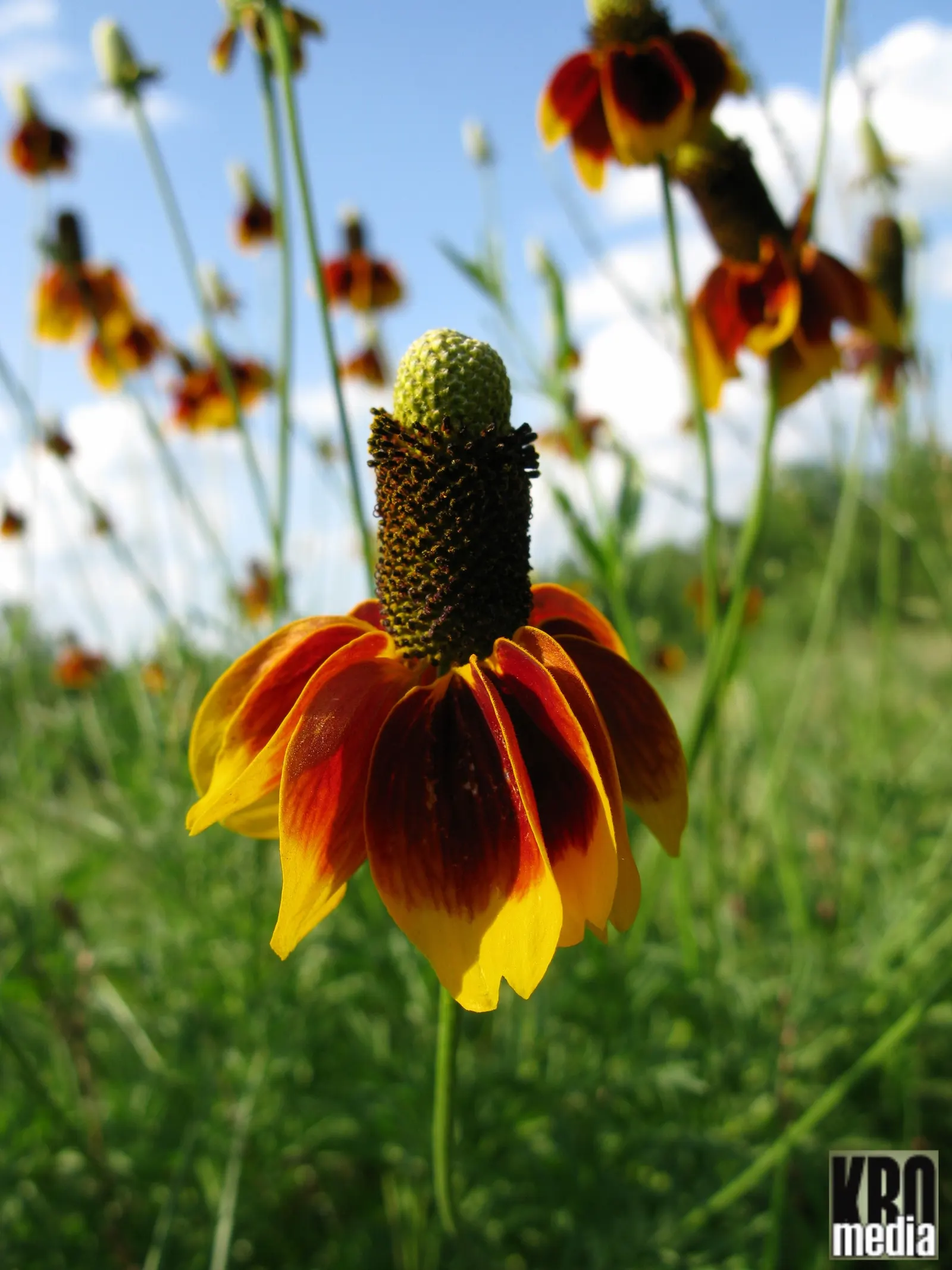 Prairie Coneflower (Ratibida Pinnata) — This resilient plant prefers well-drained soil and demonstrates moderate drought tolerance; characterized, image 64