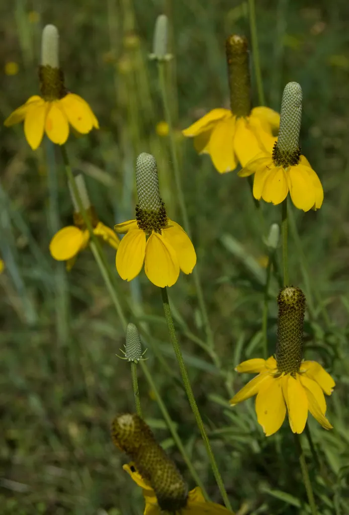 Prairie Coneflower (Ratibida Pinnata) — Blooming occurs from mid-summer to early fall; attracting butterflies and pollinators, image 56