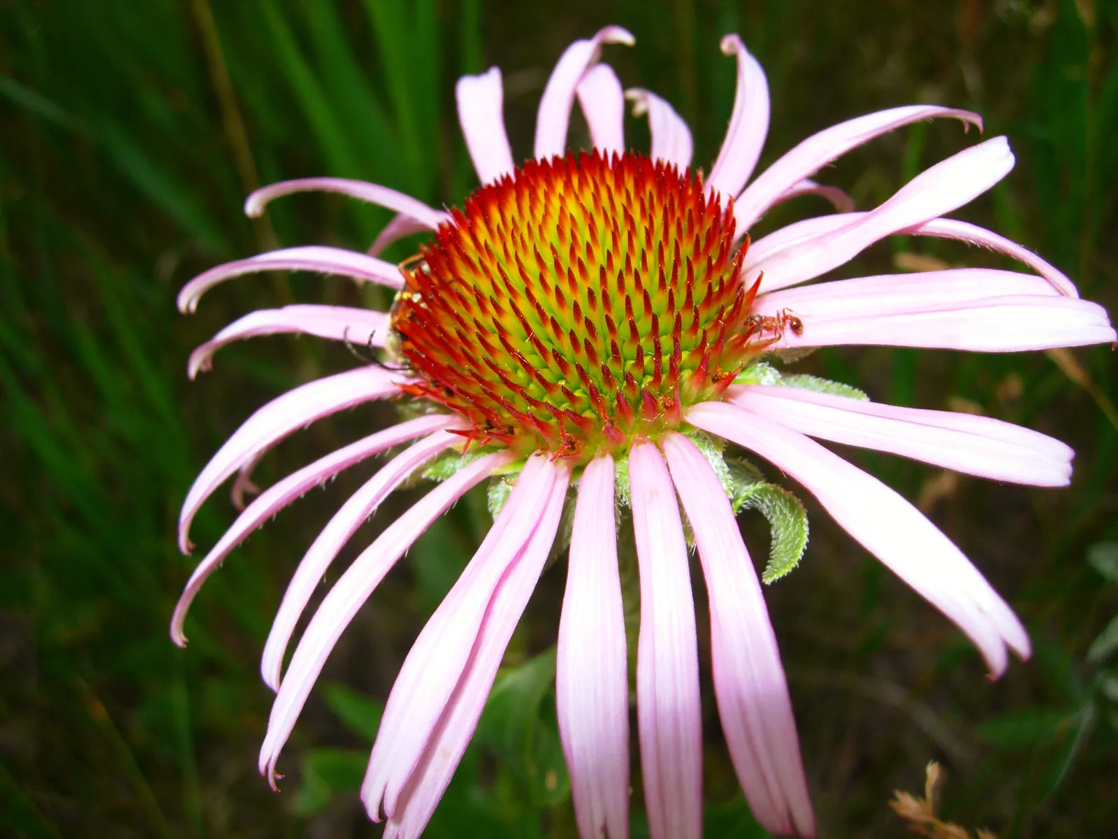 Prairie Coneflower (Ratibida Pinnata) — Ideal for naturalistic designs, it reaches 3-5 feet in height and thrives in full sun; adding long-term, image 99