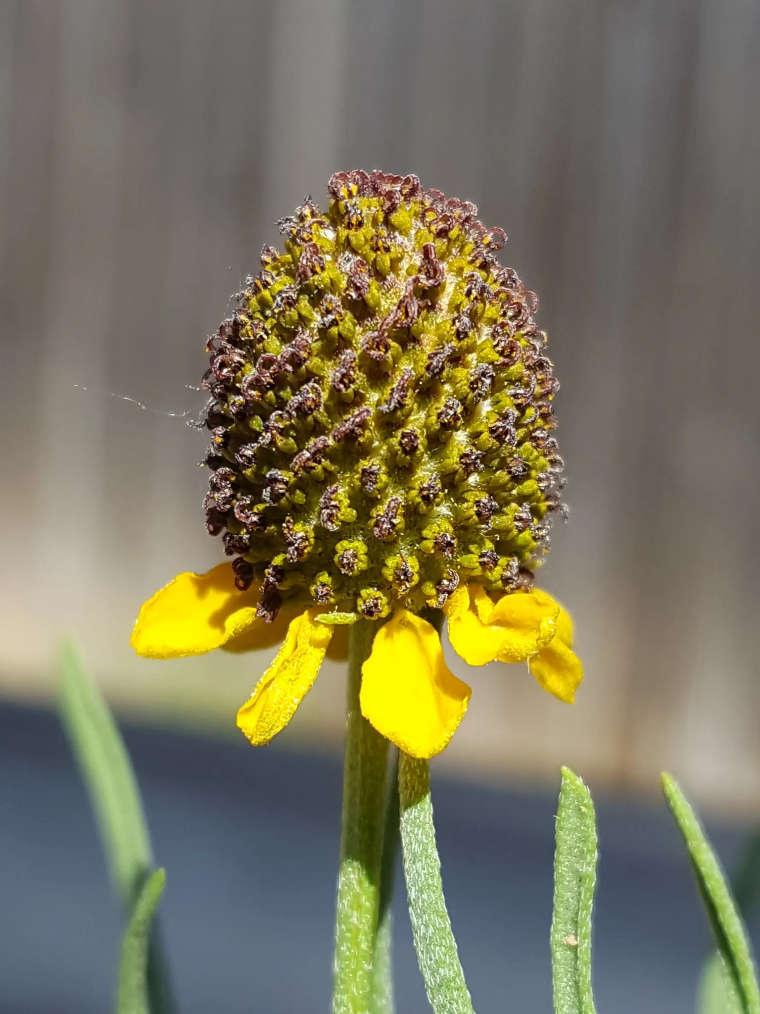 Prairie Coneflower (Ratibida Pinnata) — perennial with yellow blooms; central brown cone (approximately 1 to 1.5 inches tall), image 95
