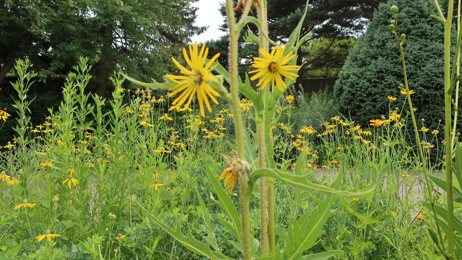 Prairie Coneflower (Ratibida Pinnata) — Its distinctive appearance; vertical interest to prairies and wildflower gardens, image 84