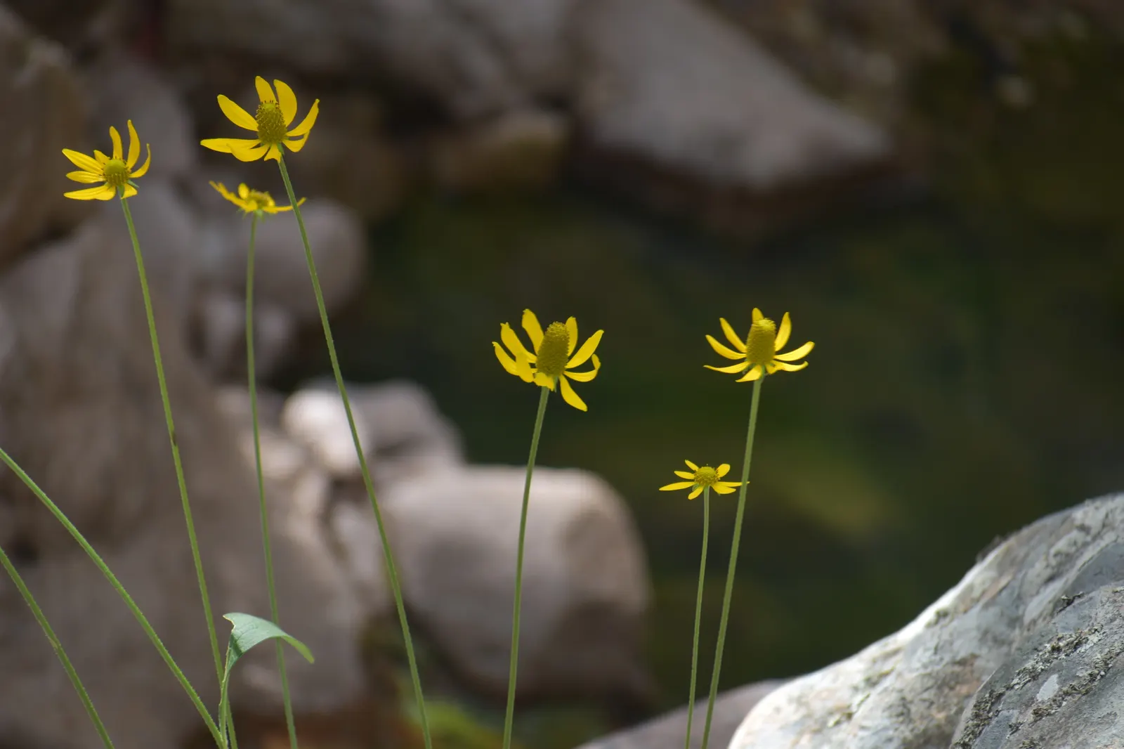 Prairie Coneflower (Ratibida Pinnata) — Deadheading can encourage continued blooming; is a perennial herb native to the North American prairies, image 91