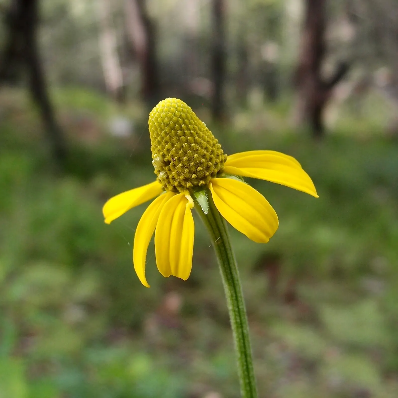Prairie Coneflower (Ratibida Pinnata) — favoring well-drained soil; yellow flowers in the garden