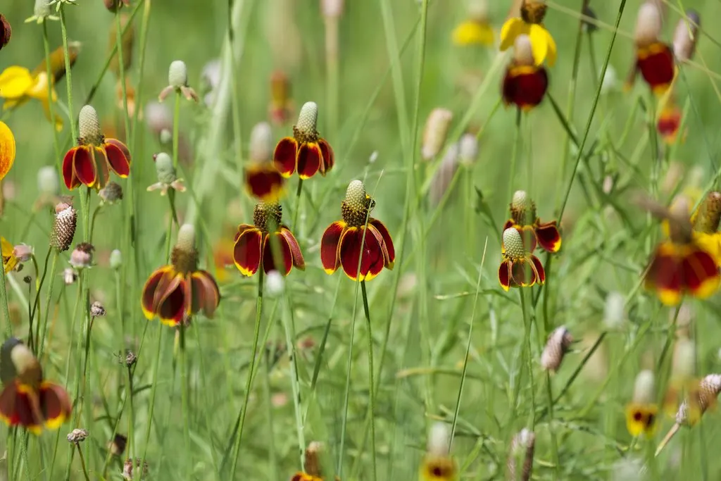 Prairie Coneflower (Ratibida Pinnata) — perennial for full or half; this low-maintenance choice will reward the landscape with a stable and lasting native