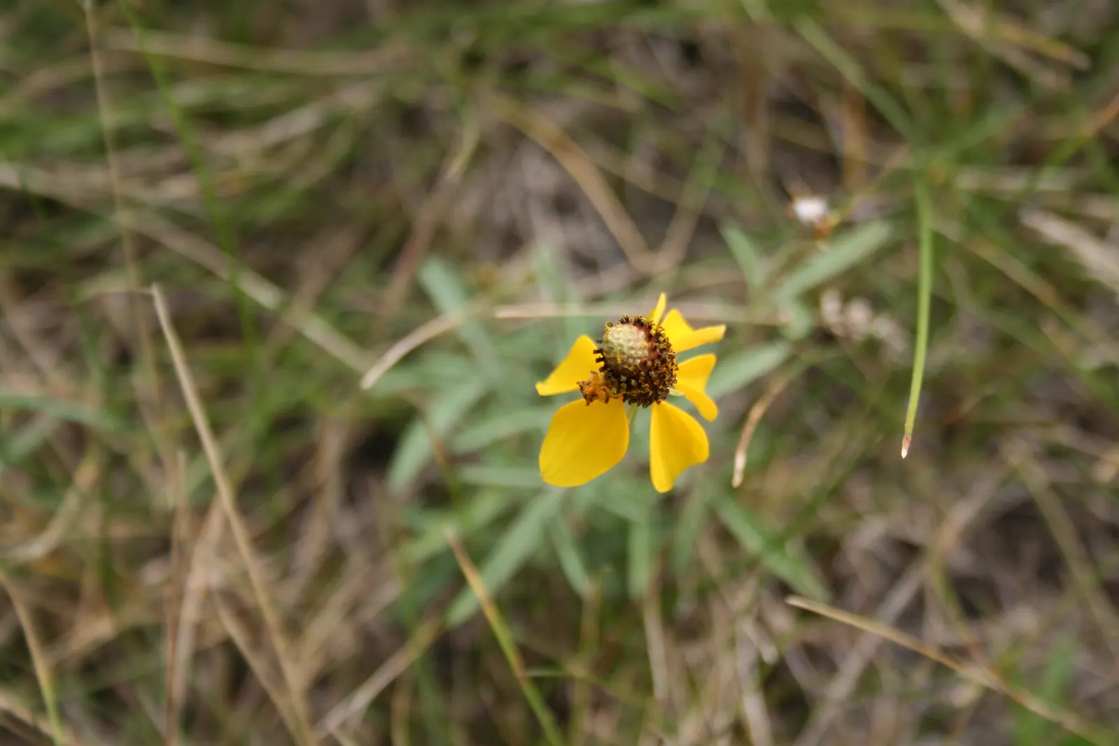 Prairie Coneflower (Ratibida Pinnata) — Blooming occurs from mid-summer to early fall; attracting butterflies and pollinators
