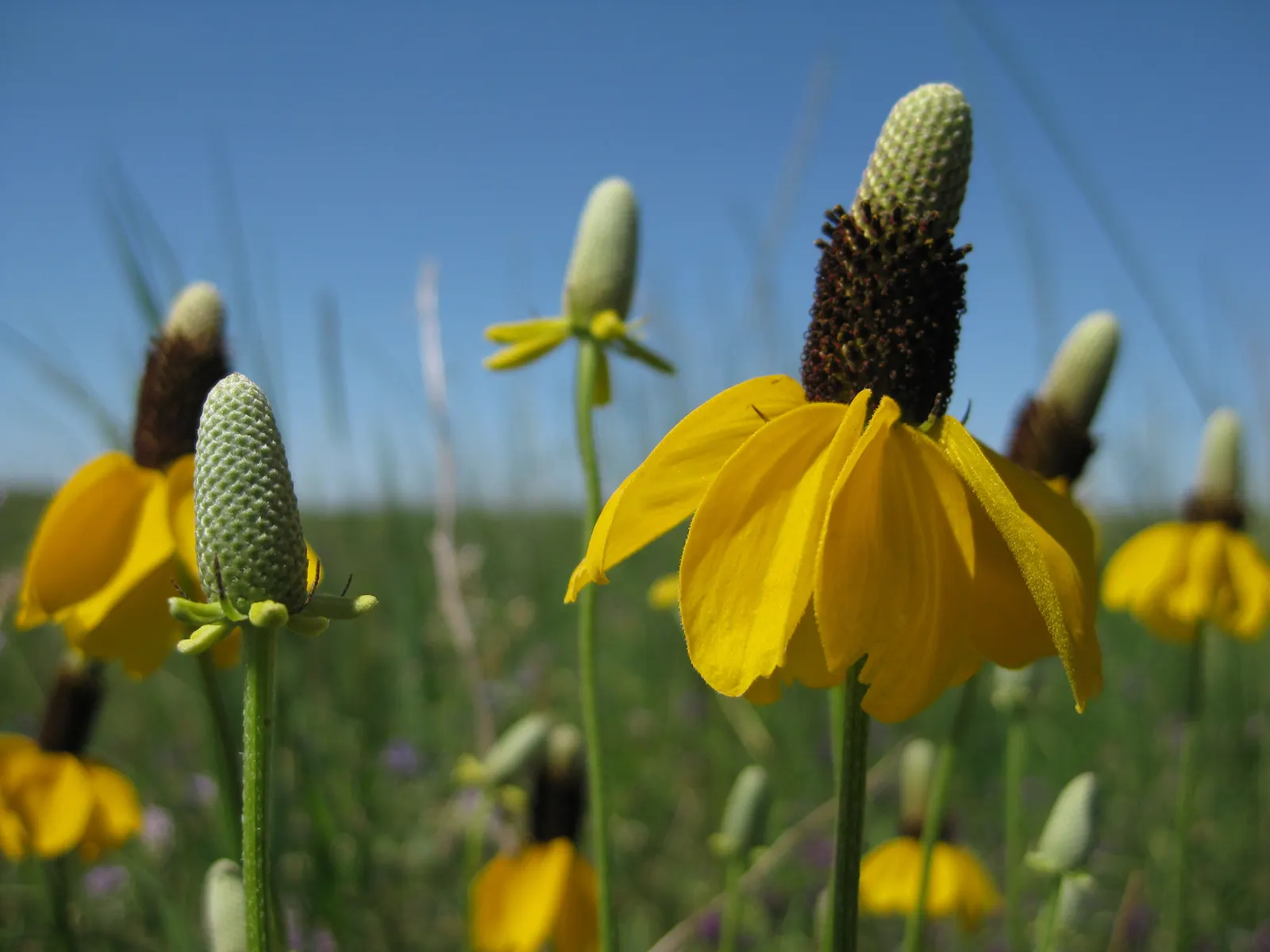 Prairie Coneflower (Ratibida Pinnata) — the Prairie Coneflower has an upright habit and thrives in full sun exposure; and is drought-resistant once established