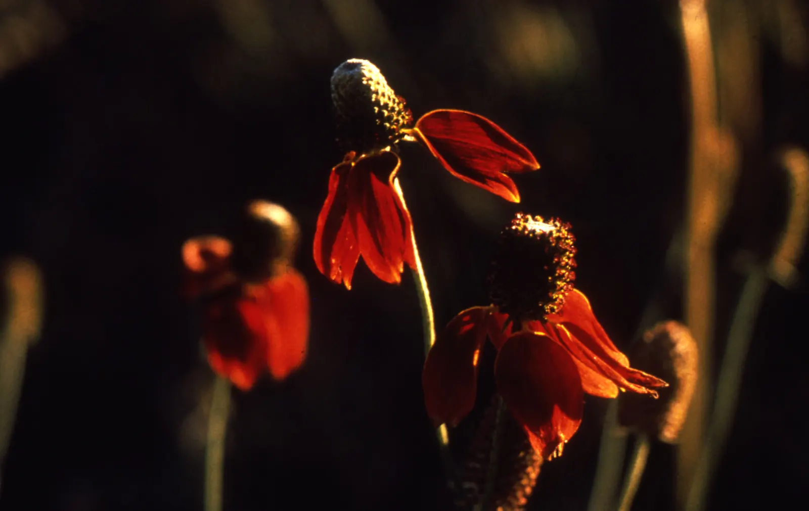Prairie Coneflower (Ratibida Pinnata) — perennial for full or half; this low-maintenance choice will reward the landscape with a stable and lasting, image 72