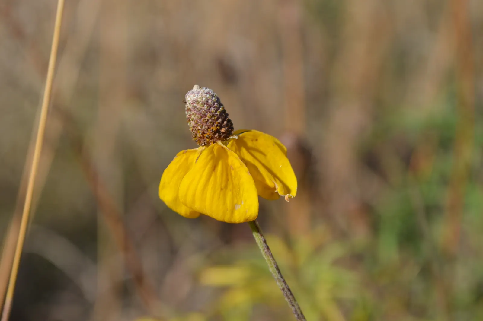 Prairie Coneflower (Ratibida Pinnata) — Its distinctive appearance