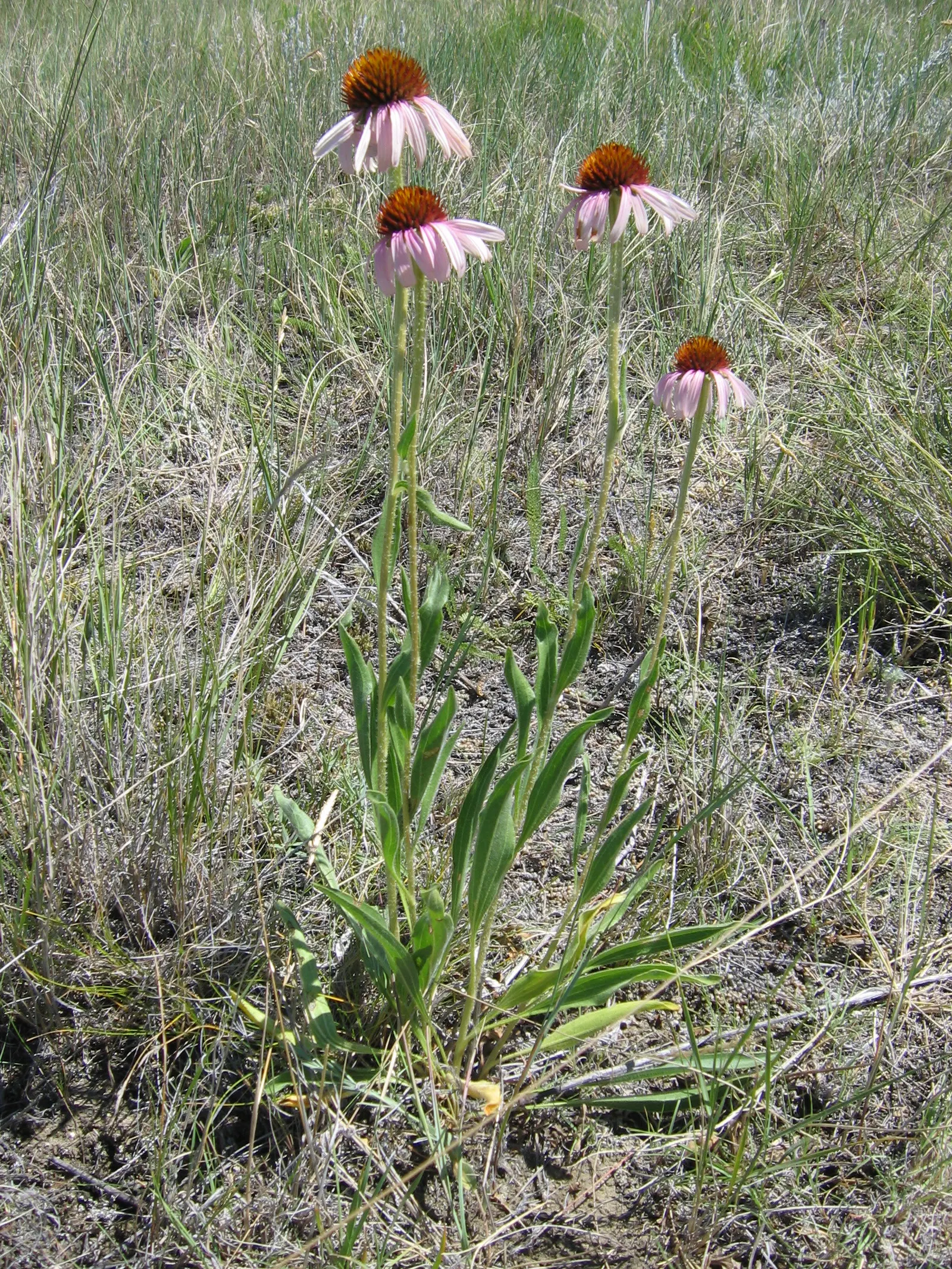 Prairie Coneflower (Ratibida Pinnata) — adding long-term visual interest to the garden; ideal for naturalistic designs, it reaches 3-5 feet in, image 114