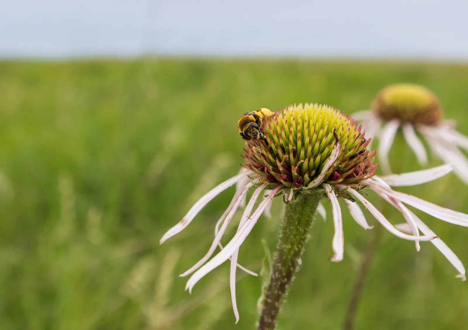 Prairie Coneflower (Ratibida Pinnata) — yellow flowers in the garden; favoring well-drained soil, image 118