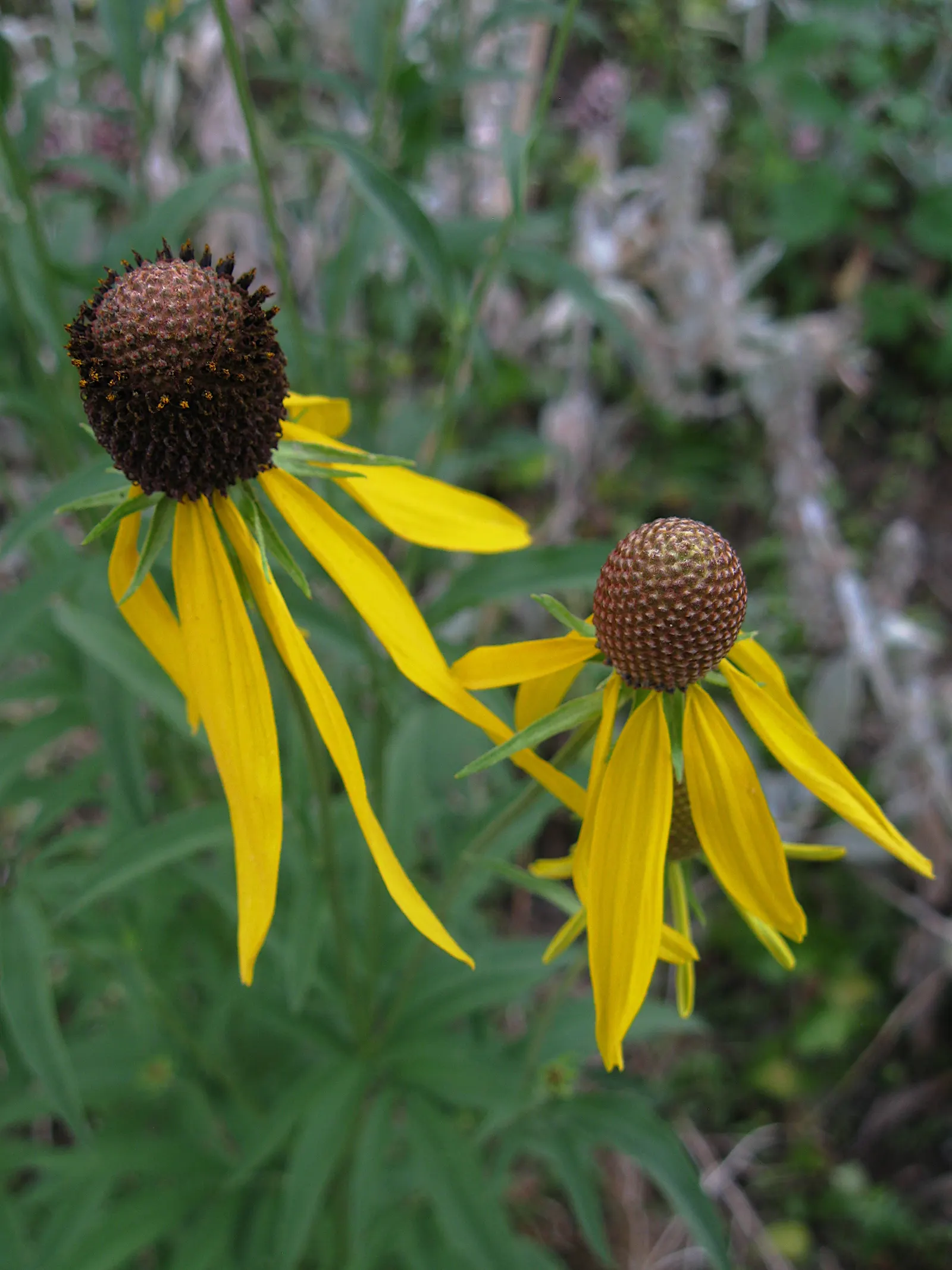 Prairie Coneflower (Ratibida Pinnata) — Deadheading can encourage continued blooming; is a perennial herb native to the North American prairies