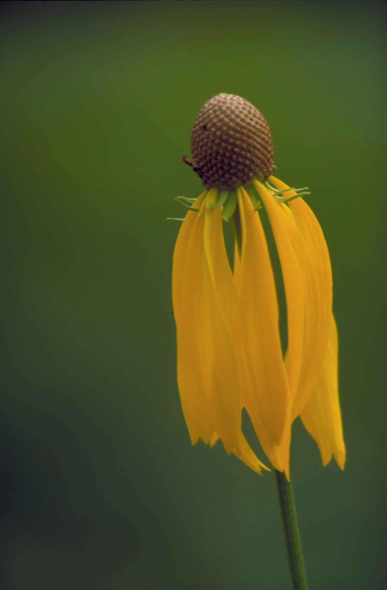 Prairie Coneflower (Ratibida Pinnata) — attracting butterflies and pollinators; blooming occurs from mid-summer to early fall, image 101