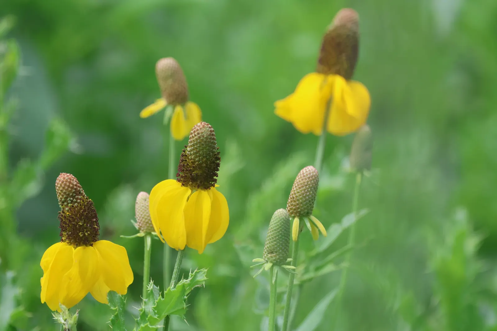 Prairie Coneflower (Ratibida Pinnata) — This resilient plant prefers well-drained soil and demonstrates moderate drought tolerance; characterized by drooping