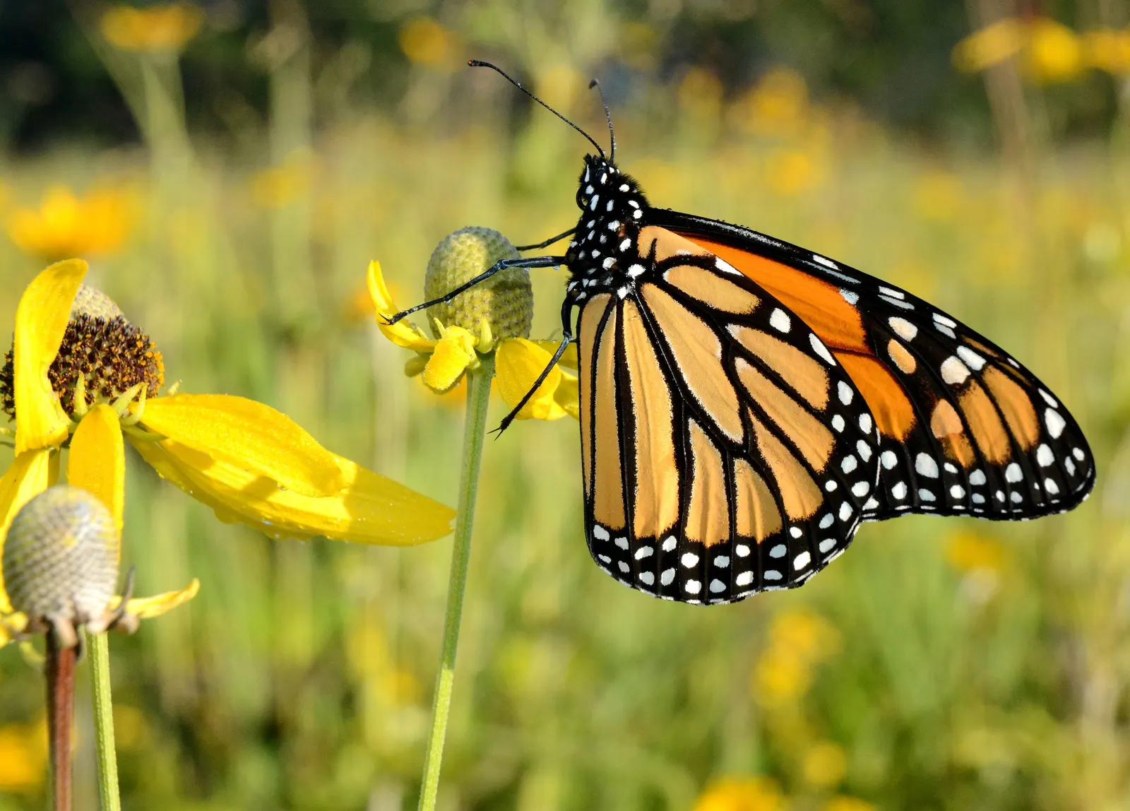 Prairie Coneflower (Ratibida Pinnata) — is a perennial herb native to the North American prairies