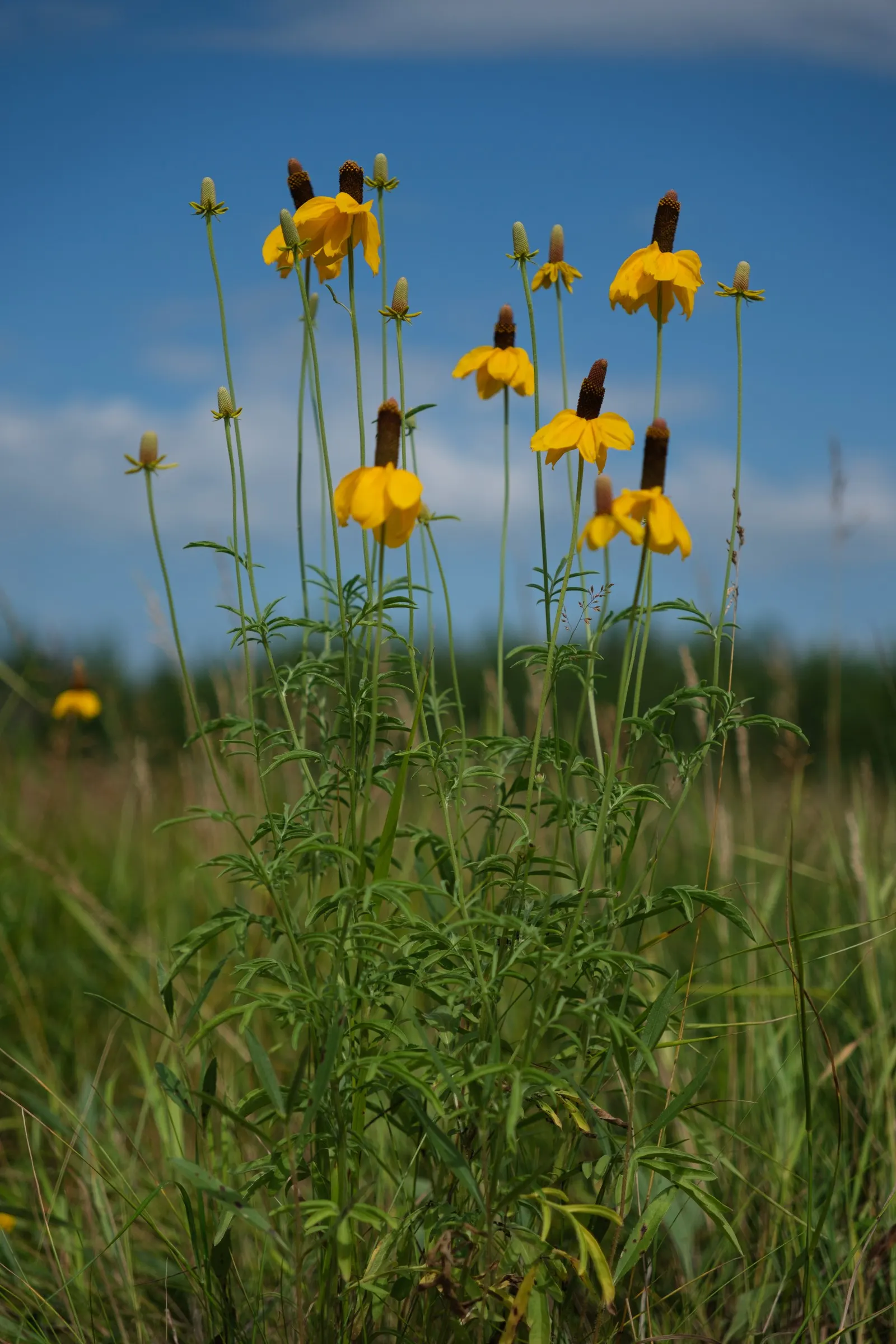 Prairie Coneflower (Ratibida Pinnata) — central brown cone (approximately 1 to 1.5 inches tall); perennial with yellow blooms, image 86