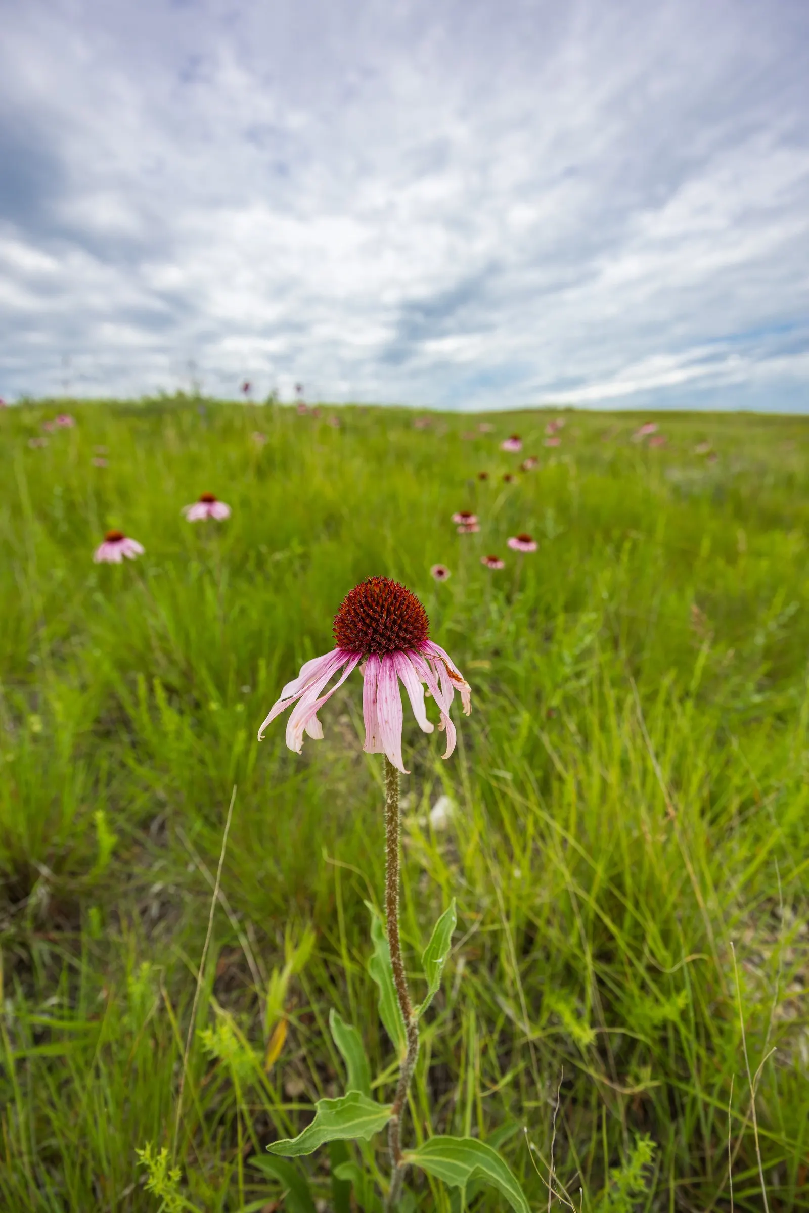 Prairie Coneflower (Ratibida Pinnata) — This perennial promotes biodiversity; prairie Coneflower (Ratibida pinnata), image 100