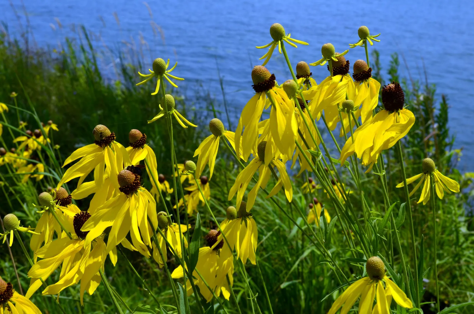 Prairie Coneflower (Ratibida Pinnata) — the Prairie Coneflower has an upright habit and thrives in full sun exposure; and is drought-resistant once, image 111