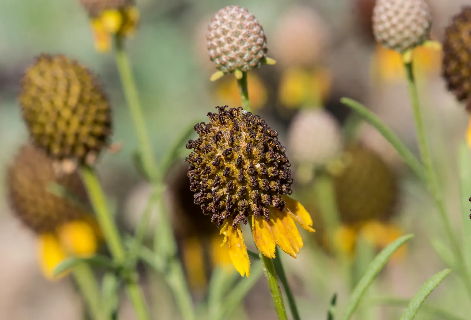 Prairie Coneflower (Ratibida Pinnata) — Ratibida pinnata blooms from early summer to early fall; although leaving the seed heads can provide winter, image 89